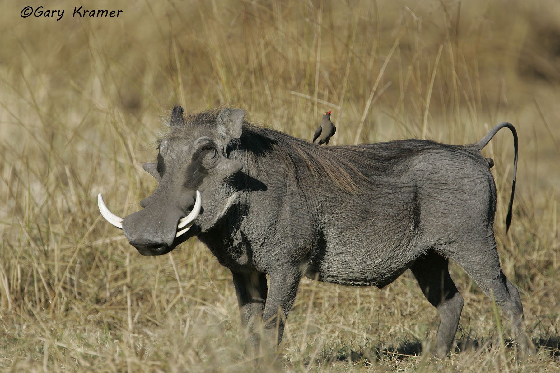Common Warthog (Phacochoerus africanus) Common Warthog (Phacochoerus africanus) - AMW#061d