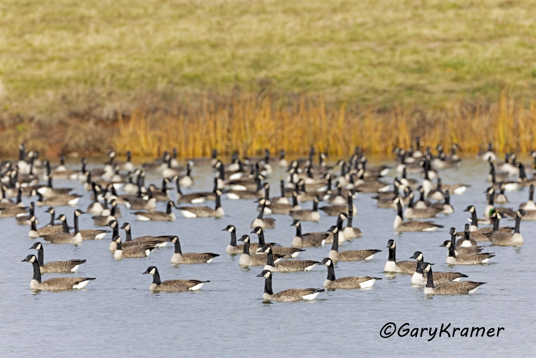 Canada Goose (Giant) (Branta canadensis) - NBWCg#1959d