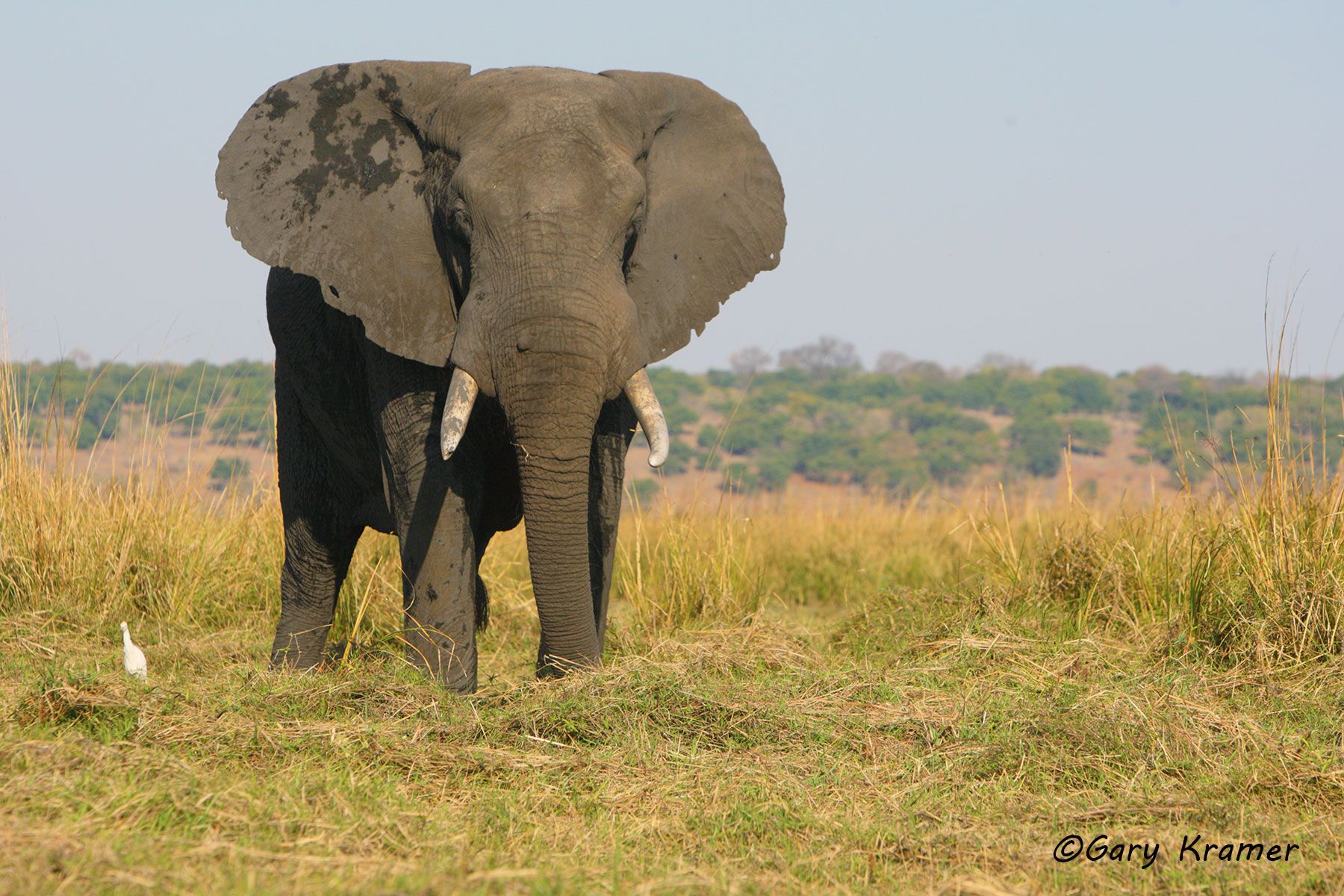 African Elephant (Loxodonta africana) African Elephant (Loxodonta africana) - AME#590d