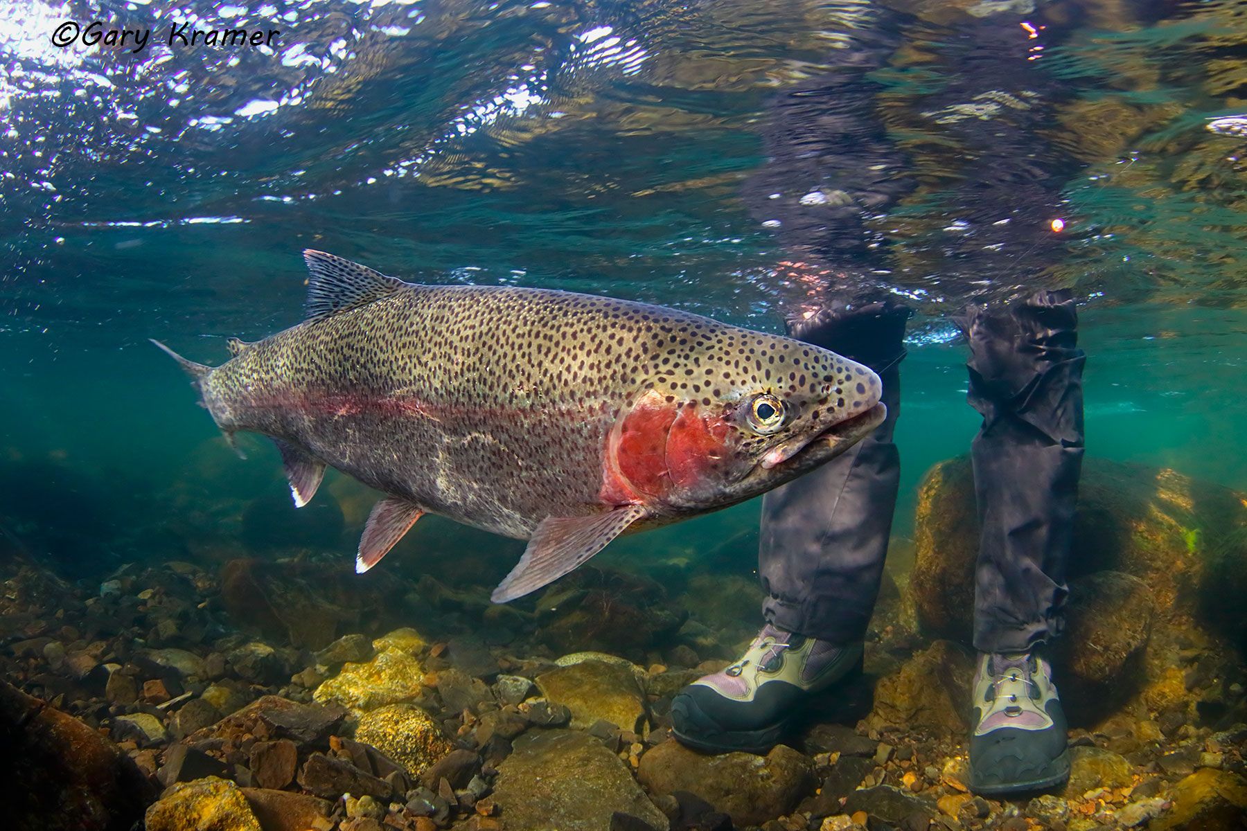 Rainbow Trout (Salmo gairdnerii) - NFTRx#180d