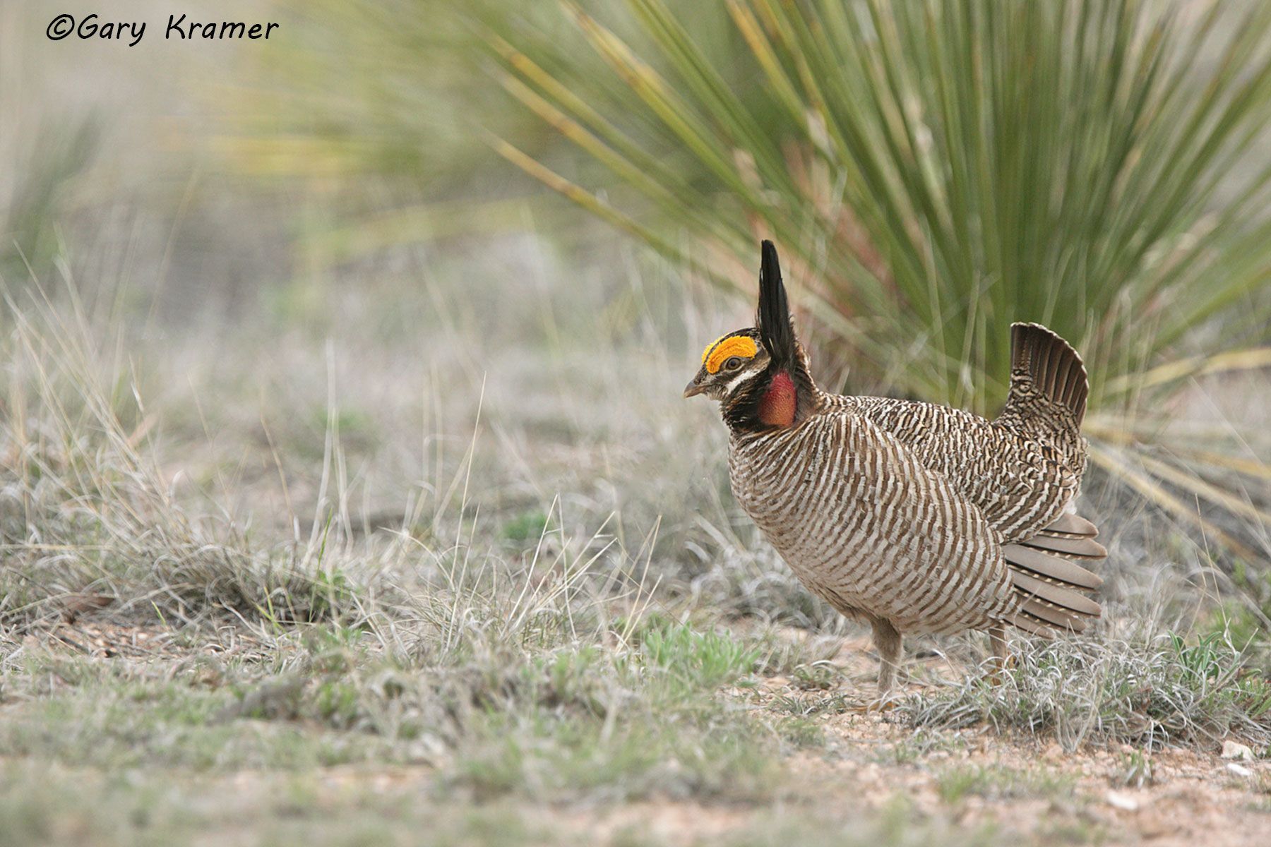 Lesser Prairie Chicken (Tympanchus pallidicinctus) - NBGCl#1246d