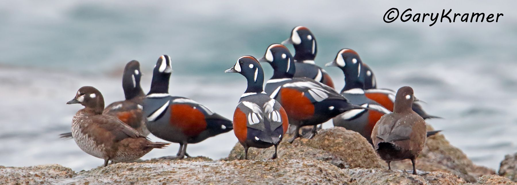 Harlequin Duck (Histrionicus histrionicus) - NBWH#286d(P)