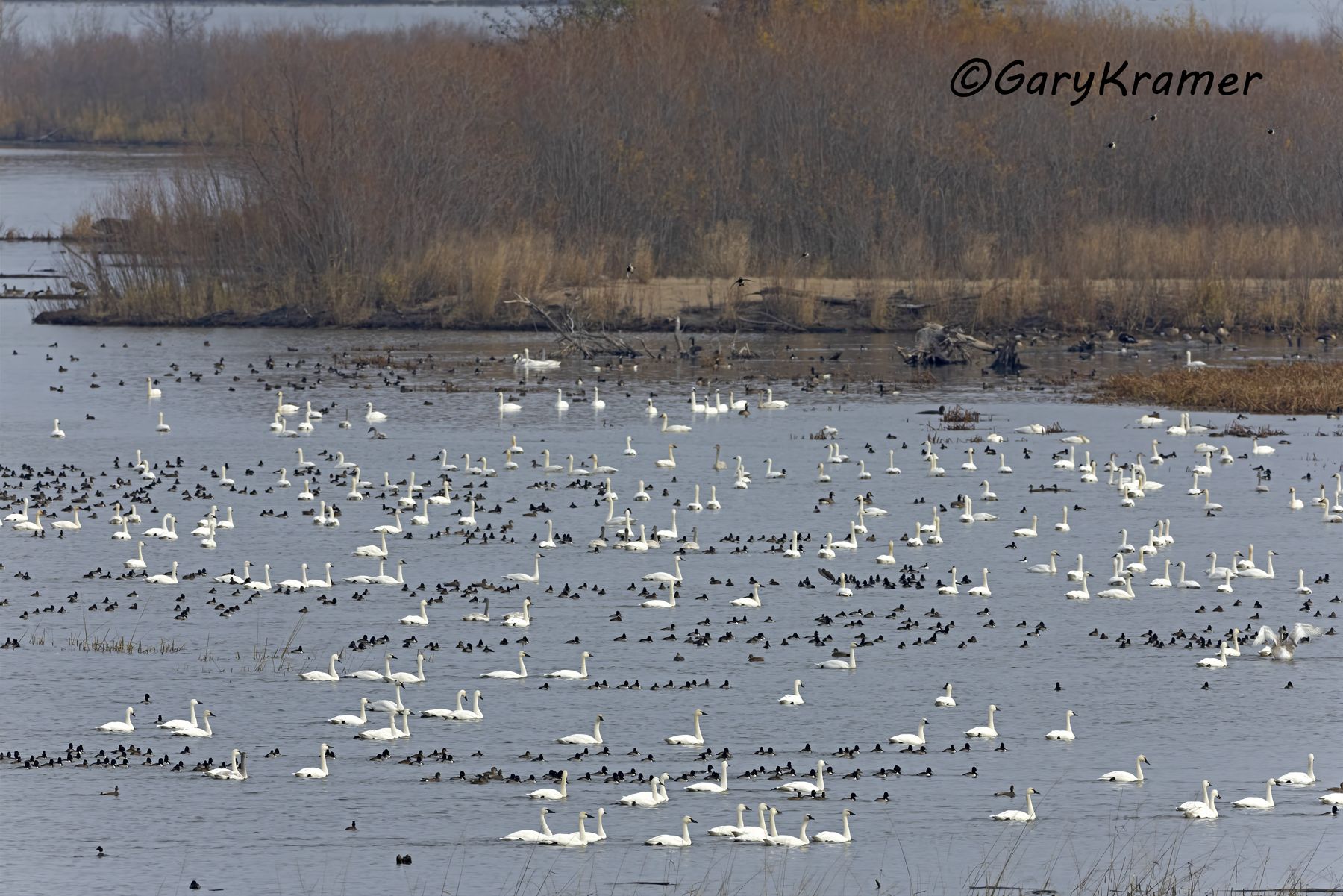 Tundra Swan/Mixed Ducks - NBWTxx#015d