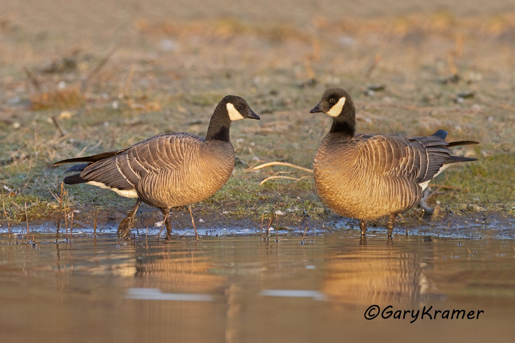 Cackling Goose (Minima)  (Anser hutchinsii minima)  - NBWCc#233d(2)