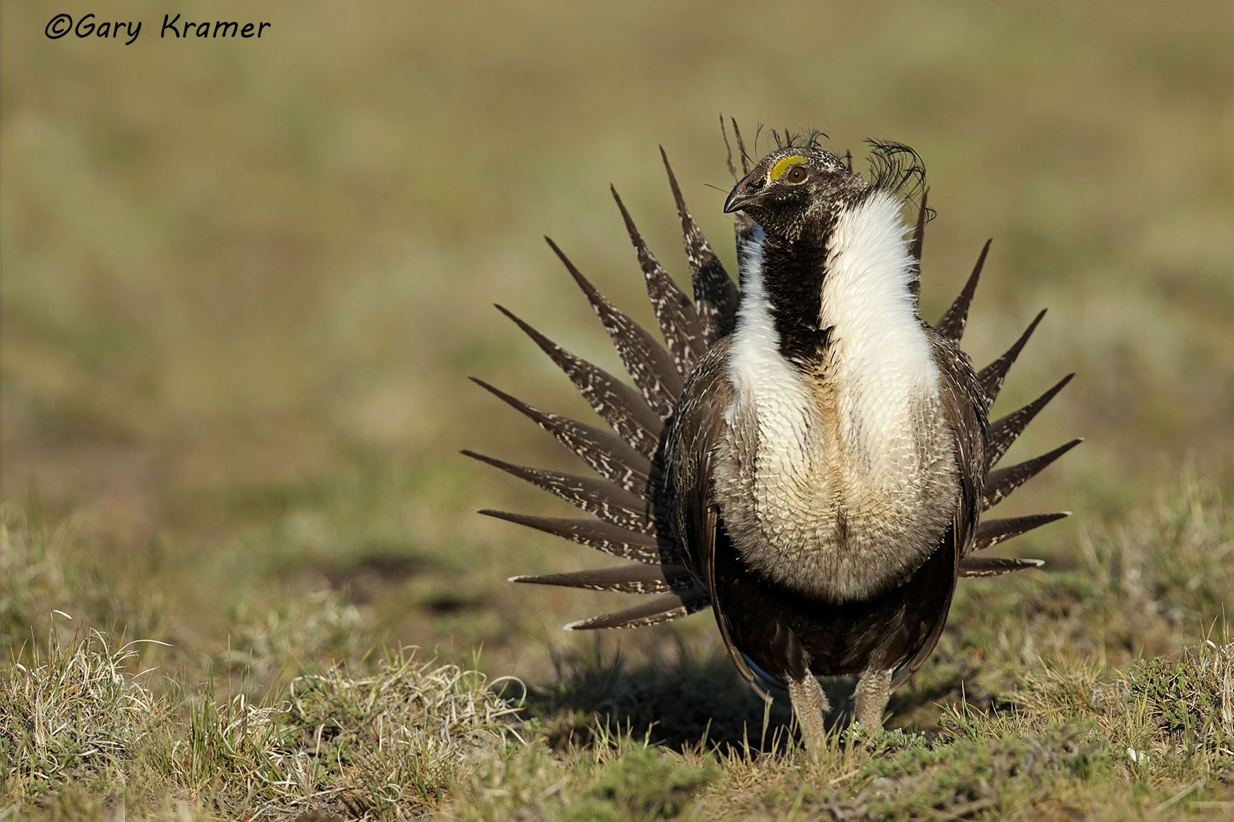 Greater Sage Grouse (Centrocercus urophasianus) Greater Sage Grouse (Centrocercus urophasianus) - NBGGs#1008d