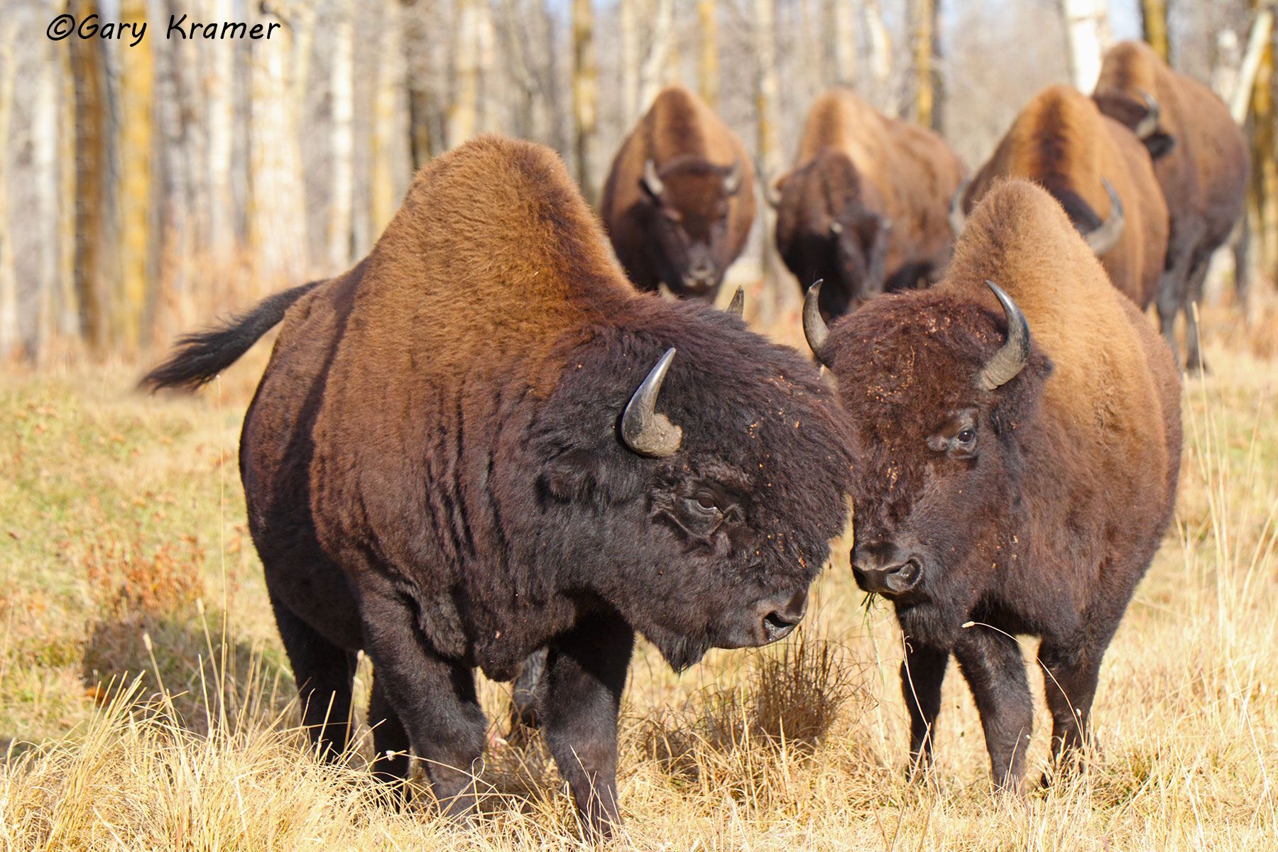 Wood Bison (Bison bison athabascae) - NMBw#032d