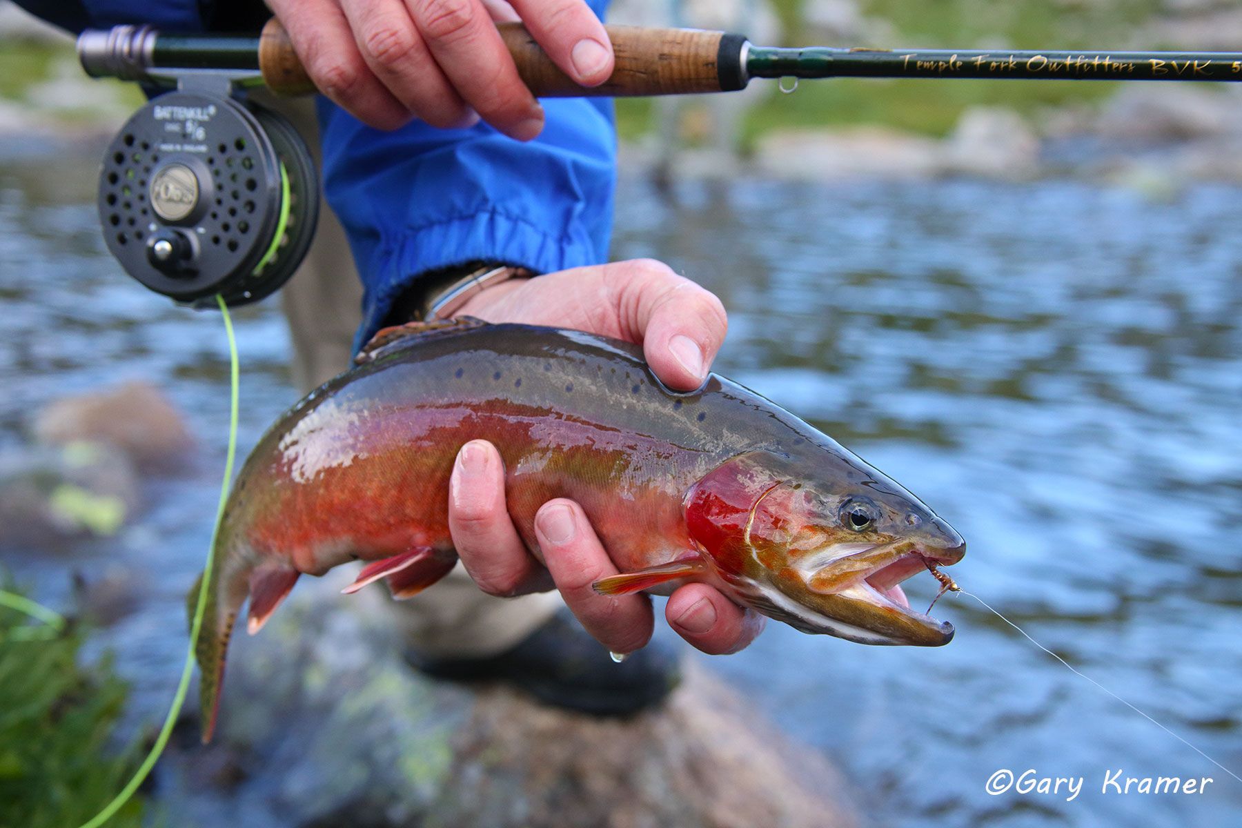 Golden Trout w/flyfishing tackle - NFTGft#037d