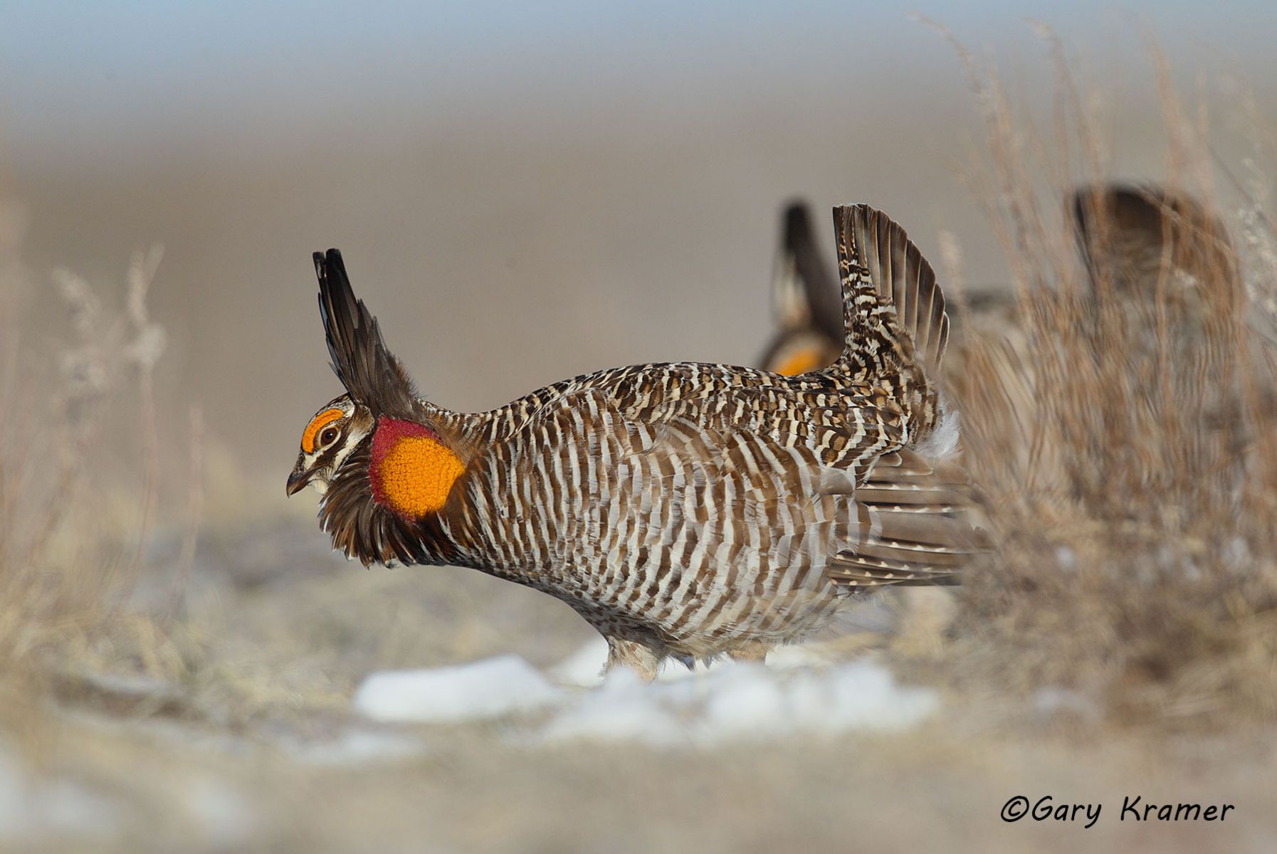 Greater Prairie Chicken (Tympanuchus cupido) - NBGCg#1161d
