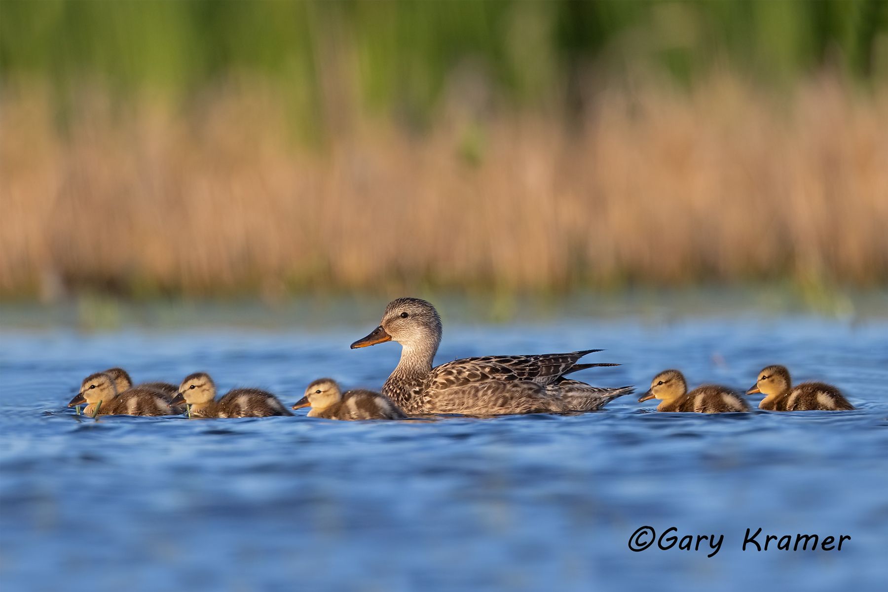 Gadwall (Anas strepera) - NBWG#2678d(3)