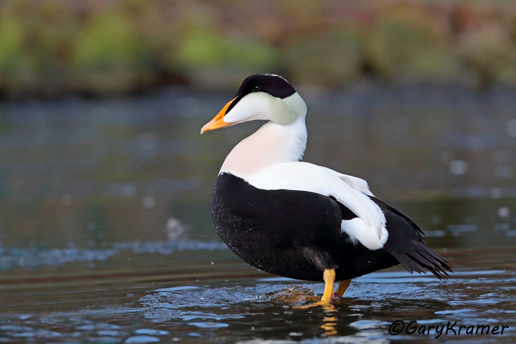 Common Eider (Pacific)  (Somateria mollissima) Common Eider (Pacific)  (Somateria mollissima) - NBWEp#139d