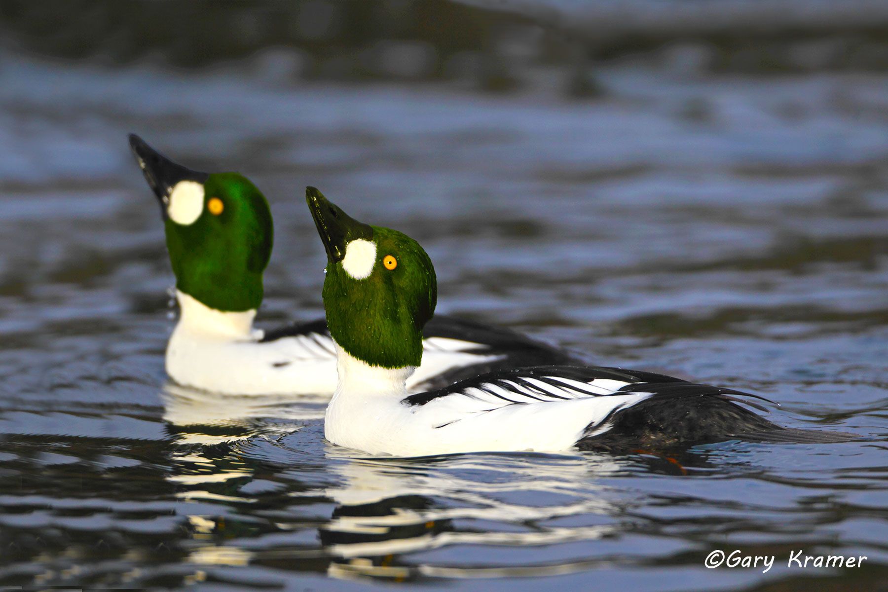 Common Goldeneye (Bucephala clangula) Common Goldeneye (Bucephala clangula) - NBWGc#330d