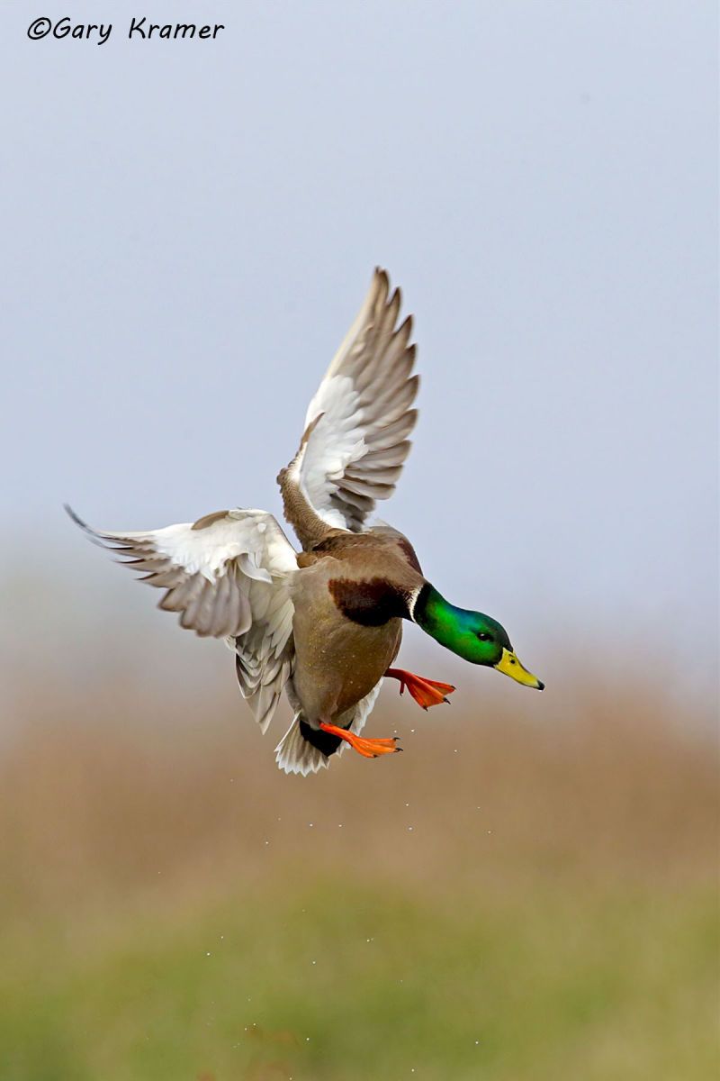 Mallard (Anas platyrhychos) Mallard (Anas platrhynchos) - NBWM#3236d(2)
