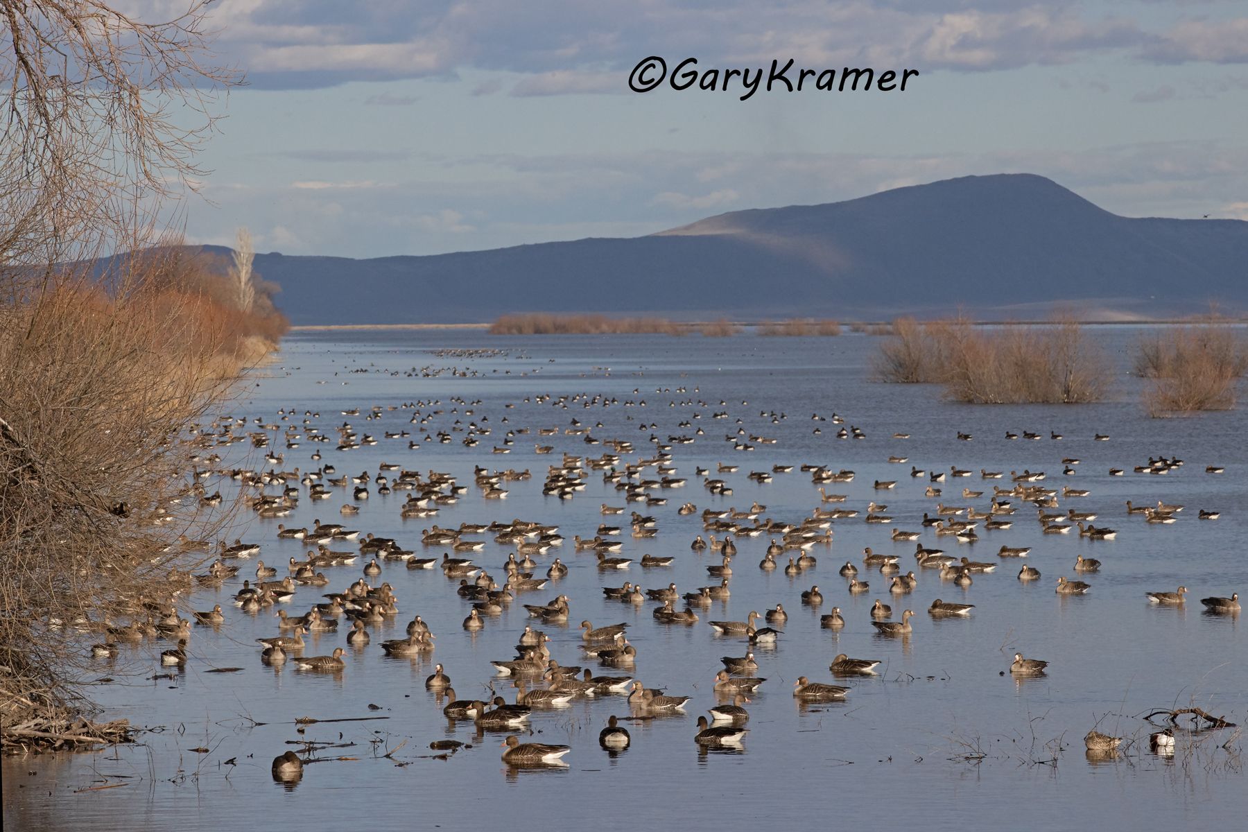 White-fronted Goose (Anser albifrons) - NBWWf#3007d