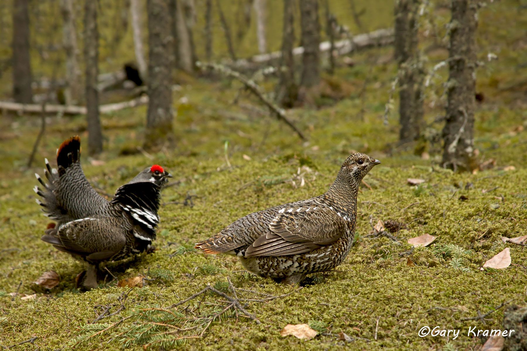 Spruce Grouse (Falcipennis canadensis) Spruce Grouse (Falcipennis canadensis) - NBGs#527d