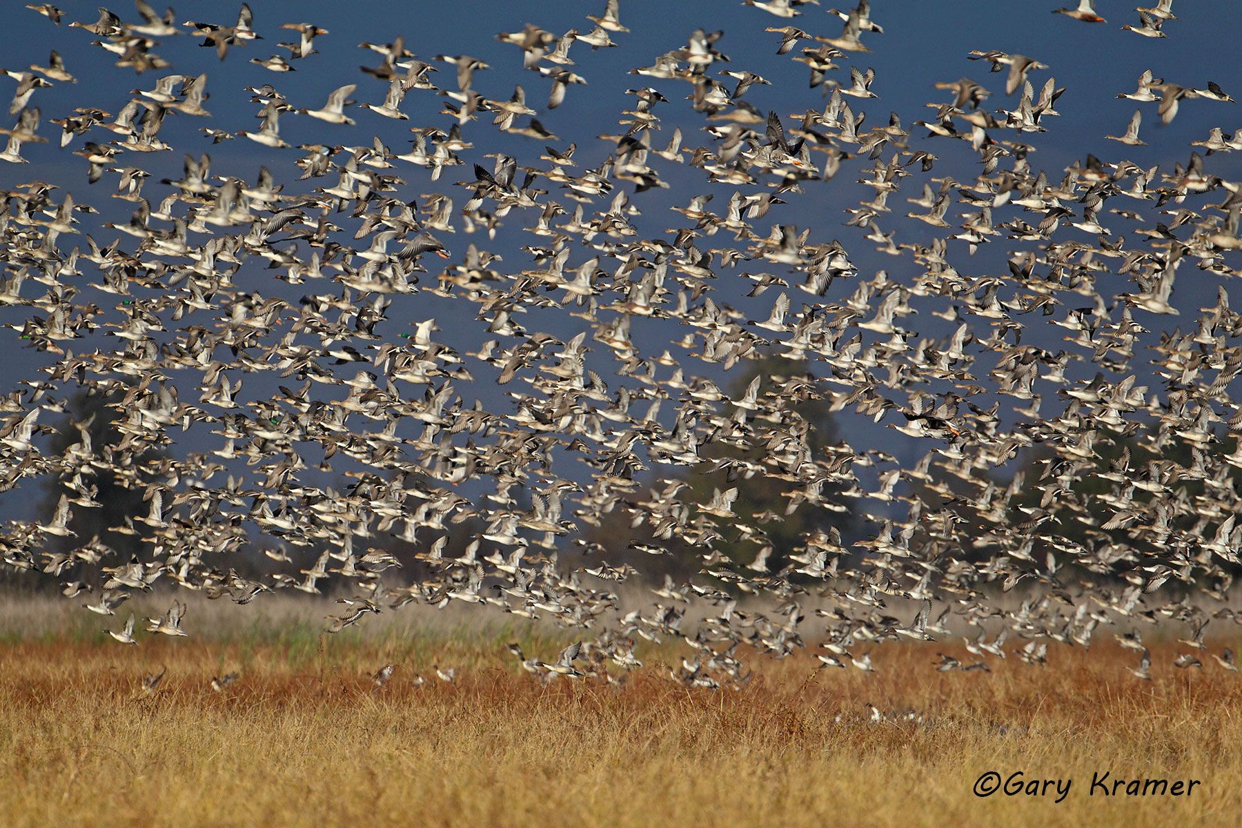 Northern Pintail/American Wigeon/ White-fronted Goose/Northern Shoveler/Mallard Northern Pintail/American Wigeon/ White-fronted Goose/Northern Shoveler/Mallard - NBWX#767d