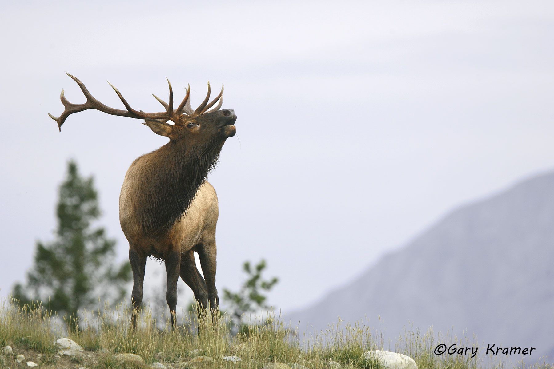 Rocky Mountain Elk (Cervus elaphus nelsoni) - NMERm#825d