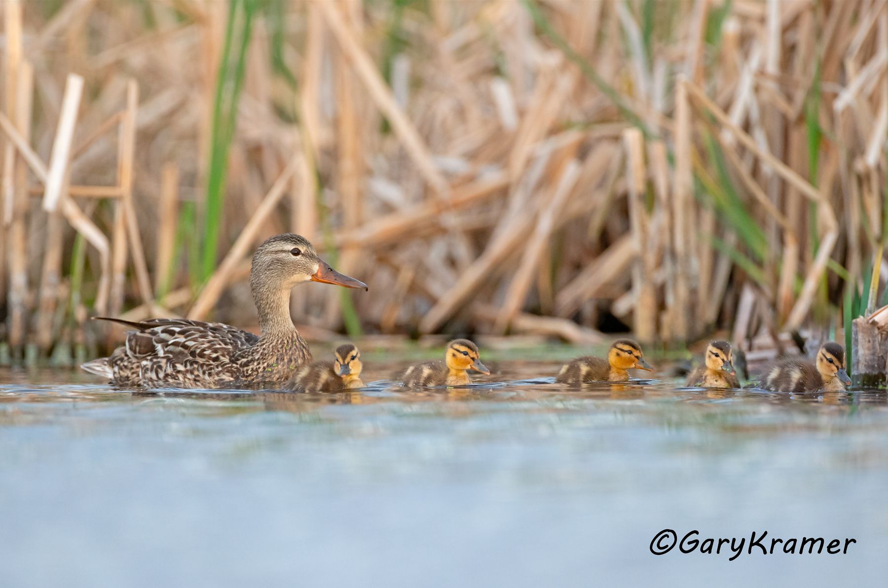 Mallard (Anas platyrhynchos) Mallard (Anas platyrhynchos) - NBWM#4813d(2)