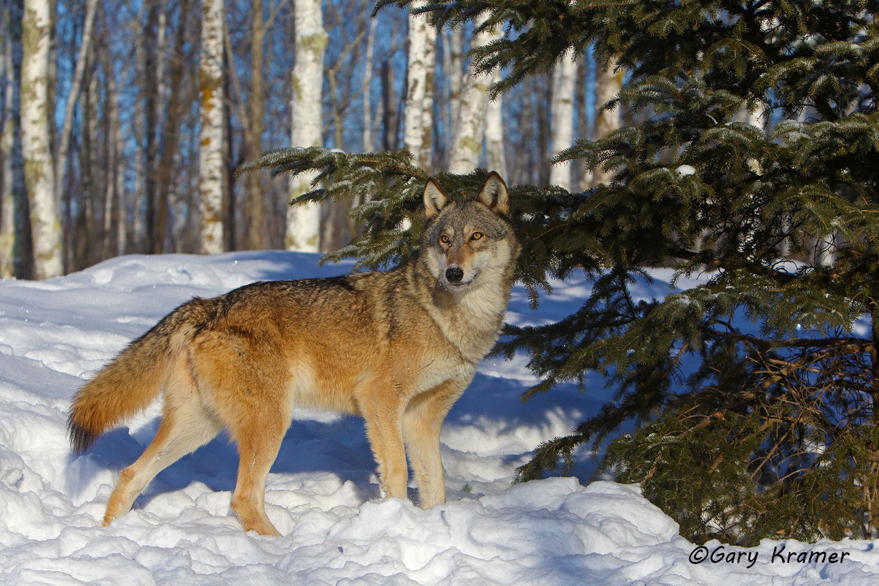 Gray Wolf (Canis lupus) - NMWg#1848d