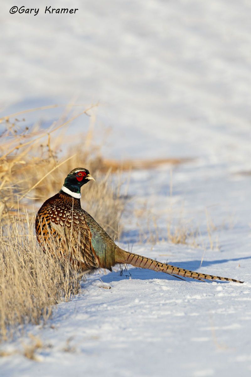 Ring-necked Pheasant (Phasianus colchicus) by GaryKramer.net, 530-934-3873, gkramer@cwo.com Ring-necked Pheasant (Phasianus colchicus) - NBGP#1296d