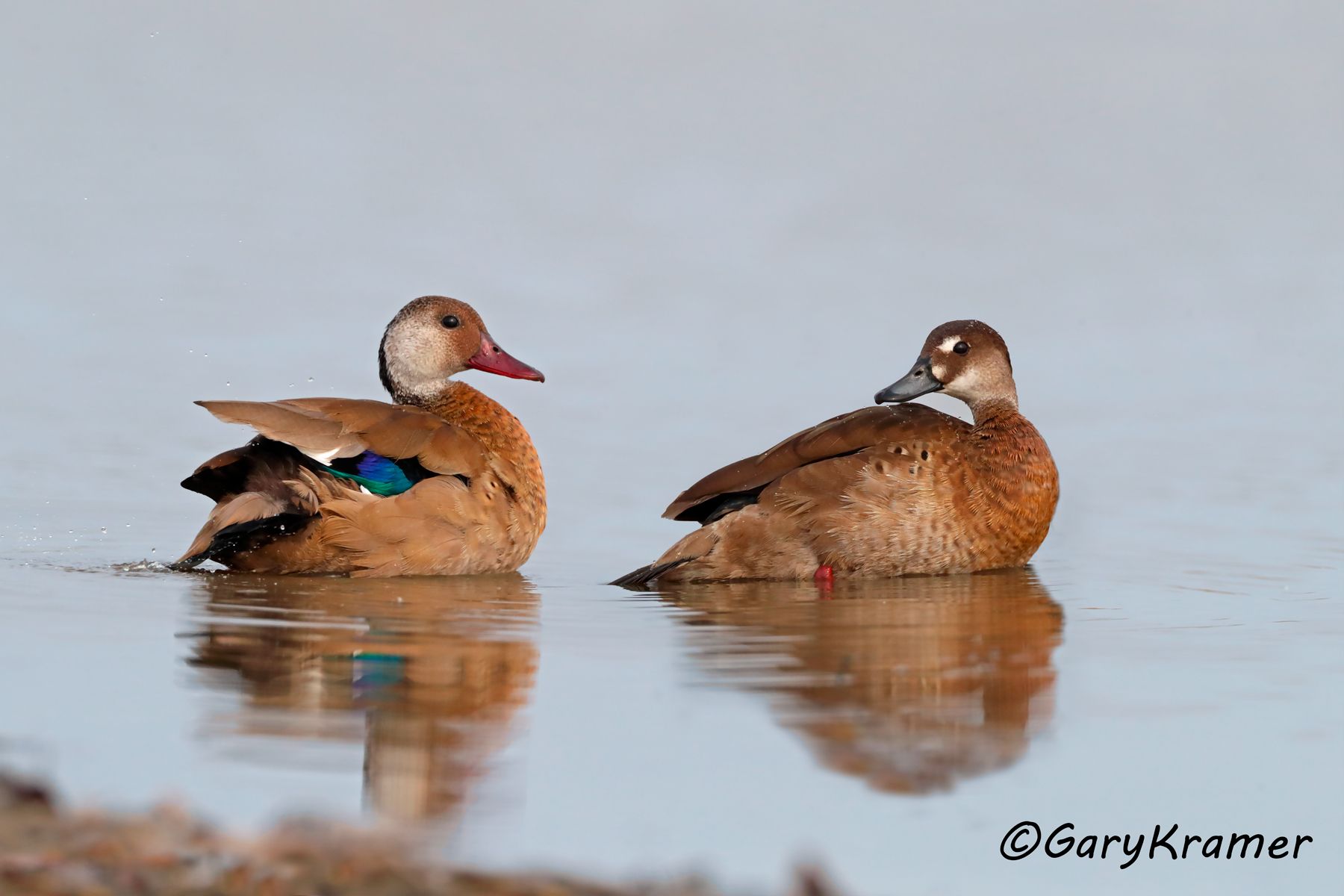 Brazilian Teal (Amazonetta brasiliensis) - SBWB#230d(2) (Colombia)