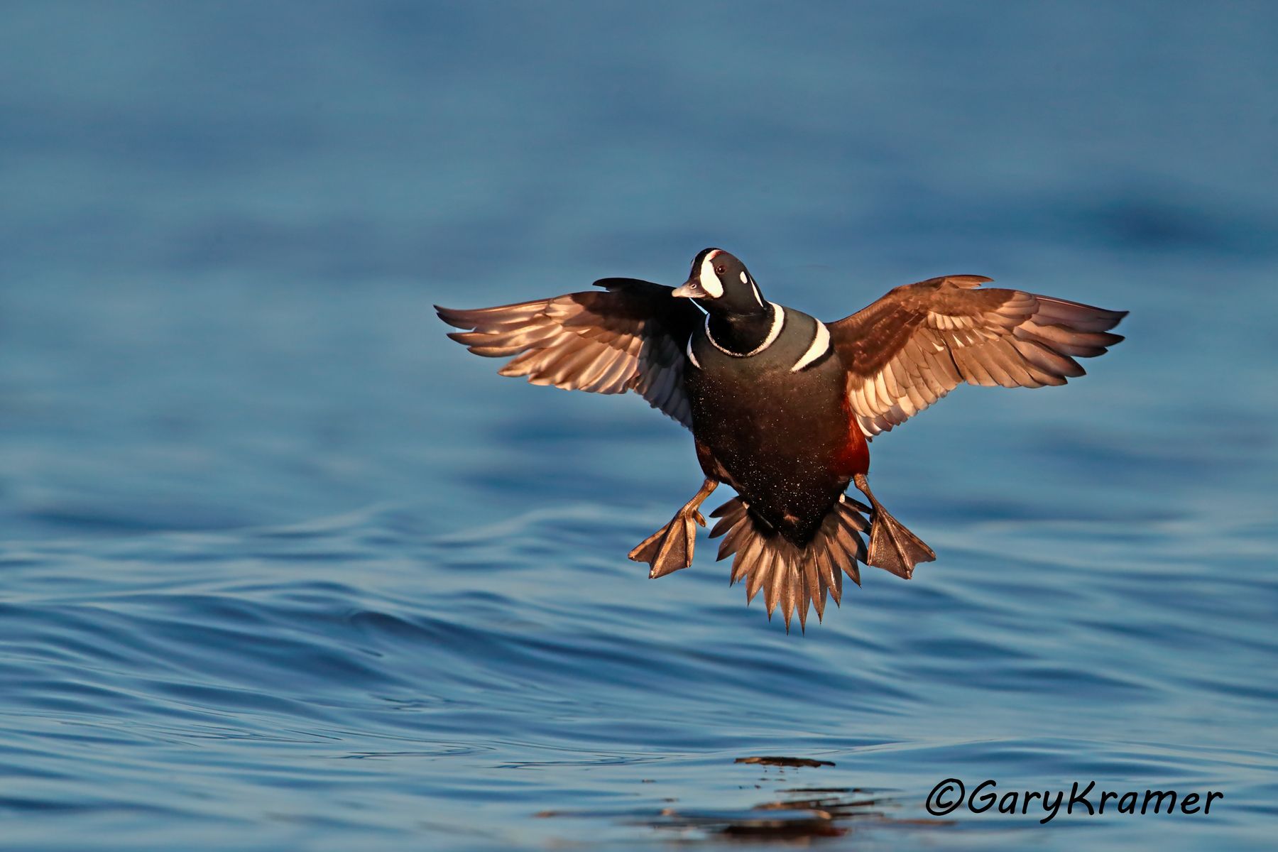 Harlequin Duck (Histrionicus histrionicus) Harlequin Duck (Histrionicus histrionicus) - NBWH#258d