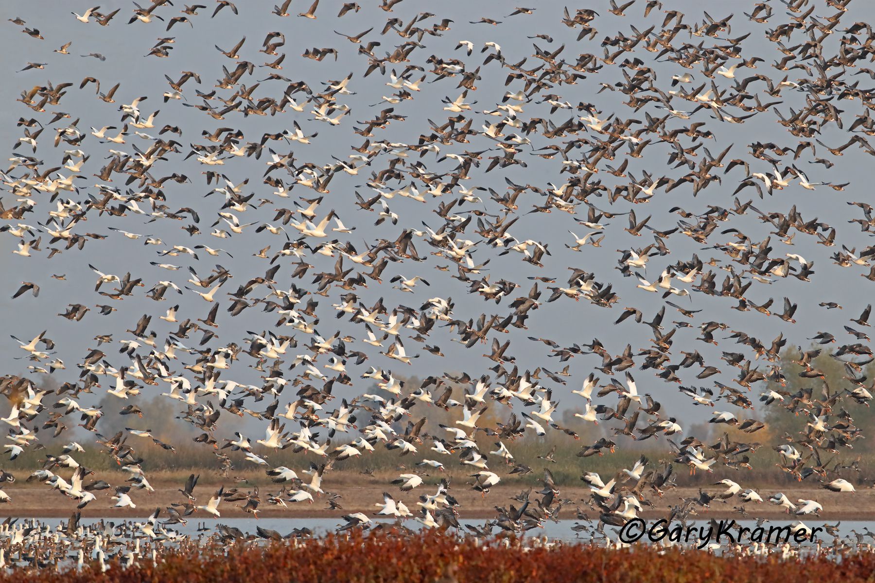 Mixed Waterfowl Flock - NBWGx#765d(2)