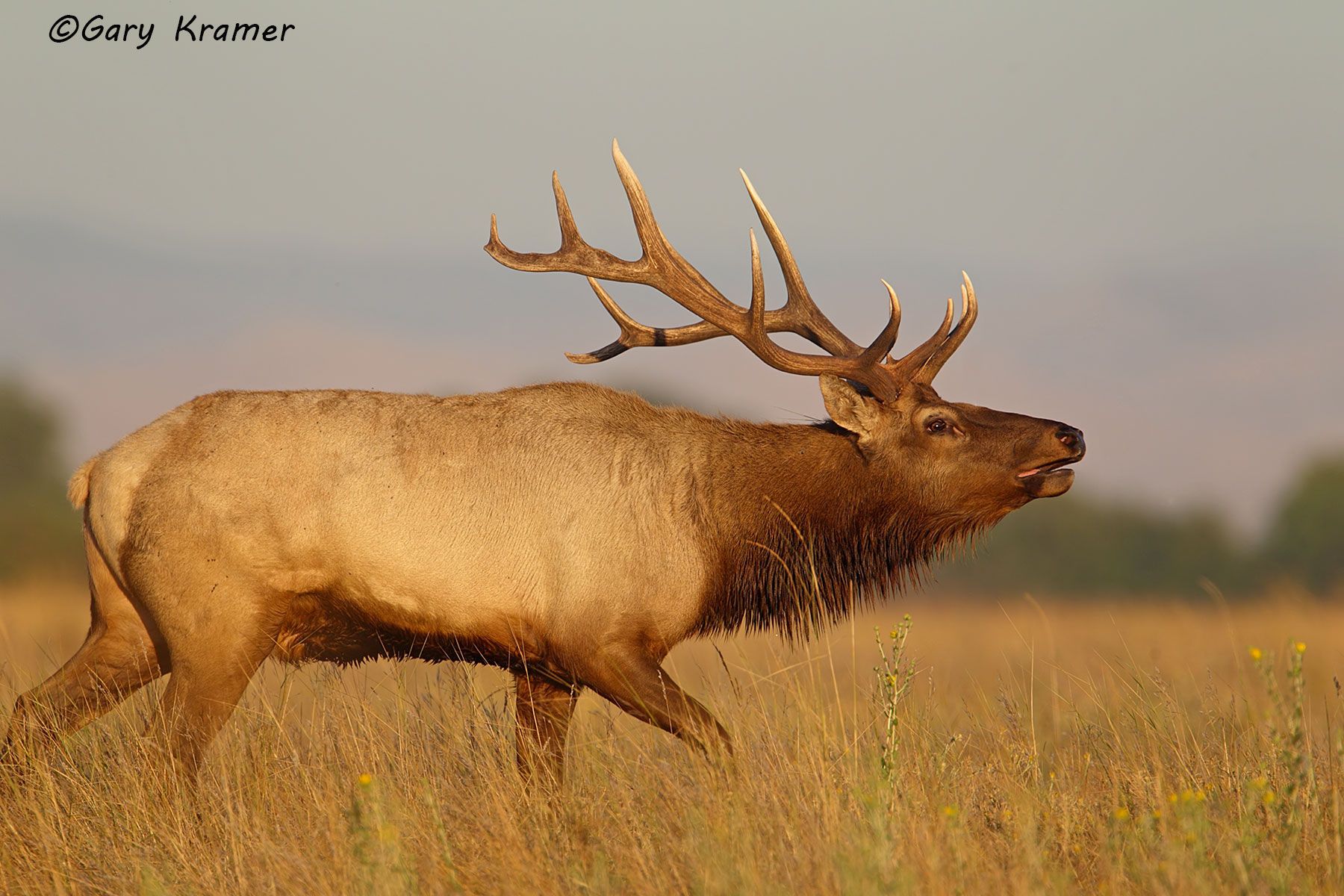 Tule Elk (Cervus elaphus nannodes) - NMET#819d