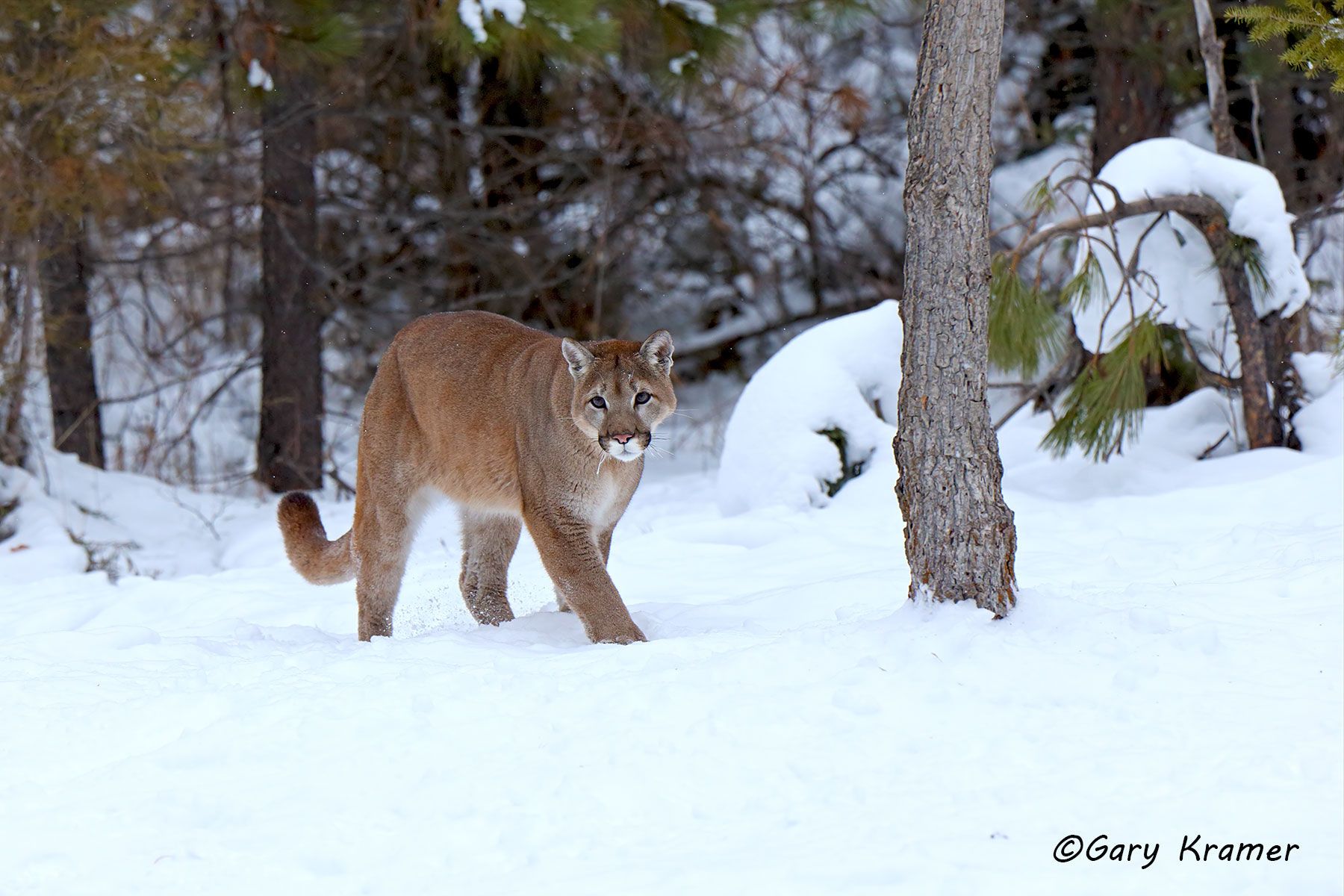 Mountain Lion (Felis concolor) by GaryKramer.net, 530-934-3873, gkramer@cwo.com Mountain Lion (Cougar) (Felis concolor) - NMCM#620d