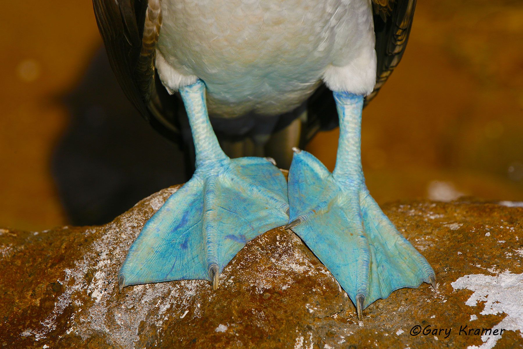 Blue-footed Booby (Sula nebouxii) - NBBB#085d.jpg