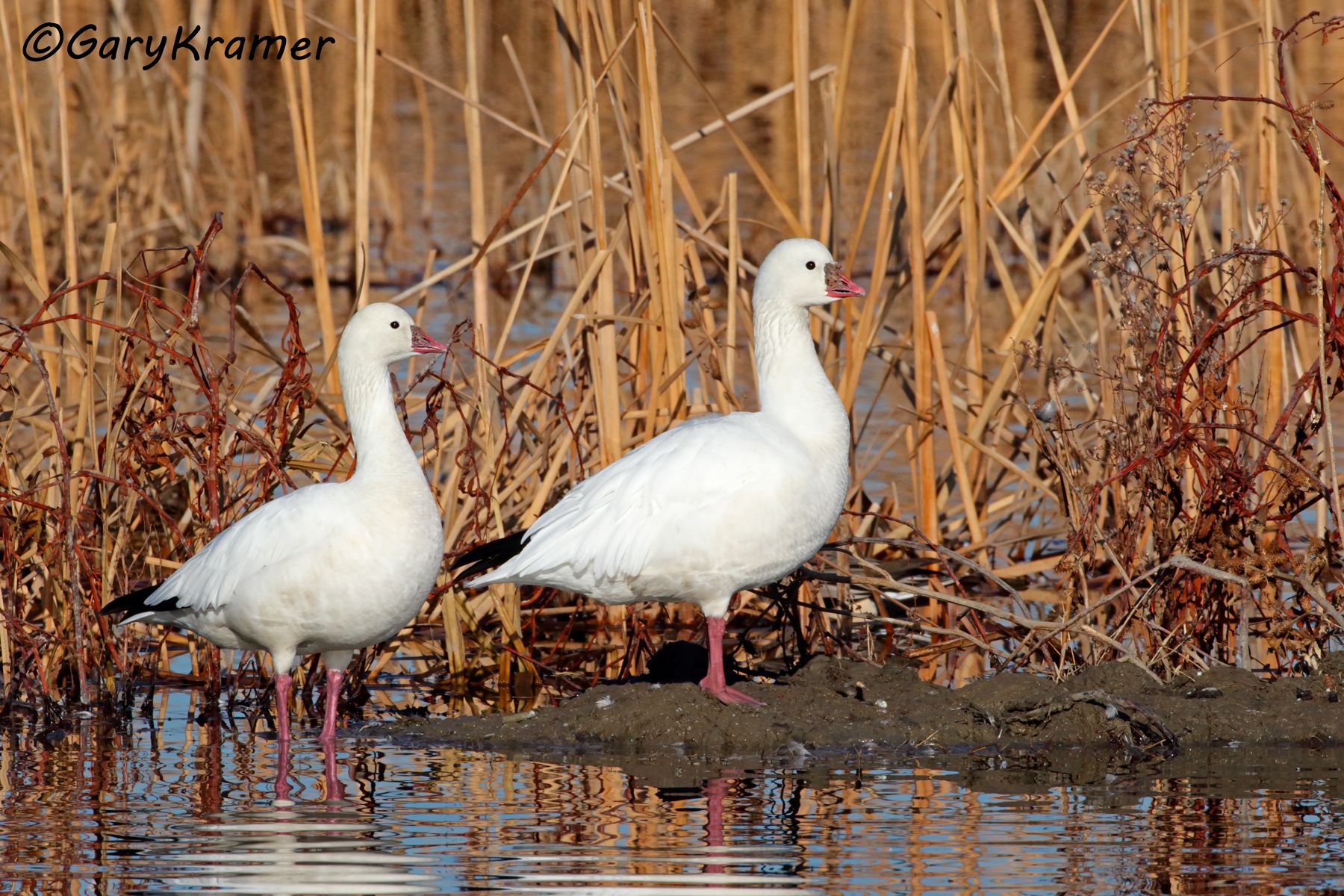 Ross's Goose (Anser rossii) - NBWRg#1222d