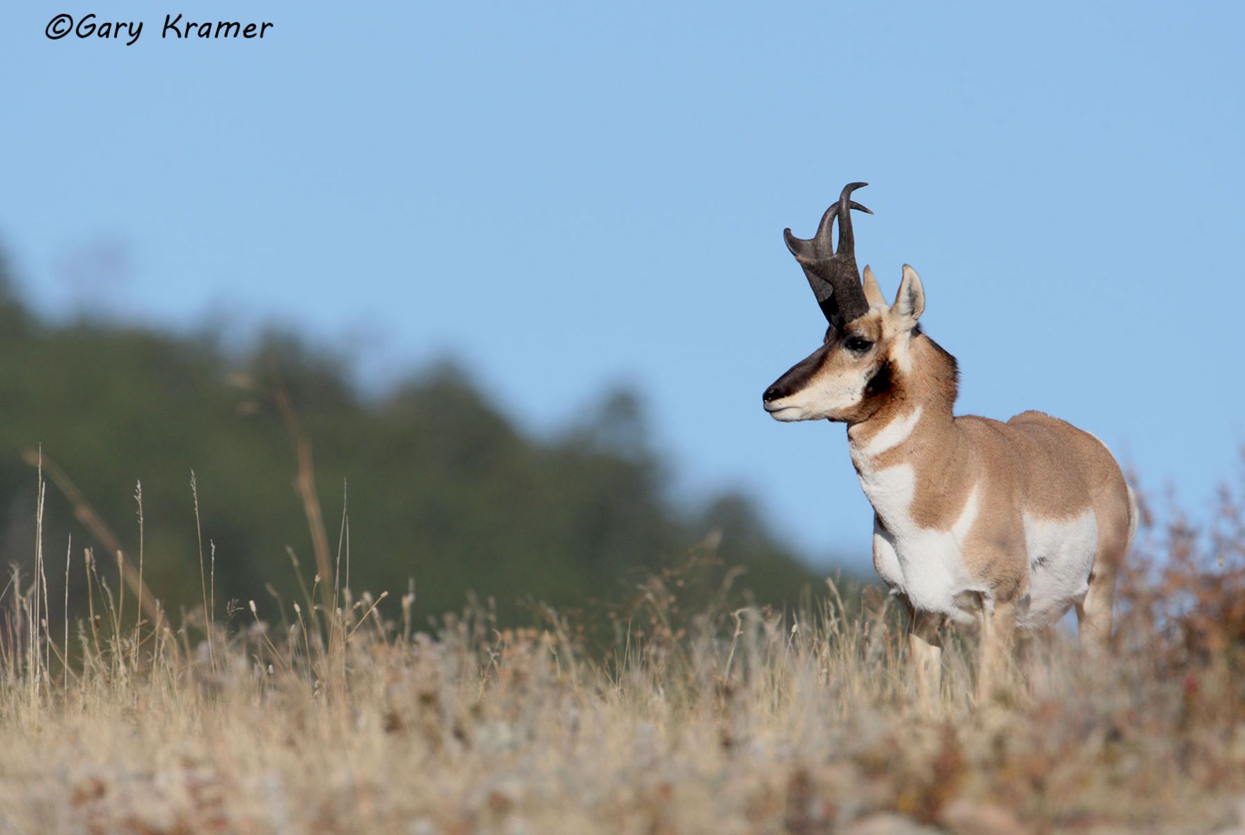 Pronghorn (Antilocapra americana) - NMP#280d