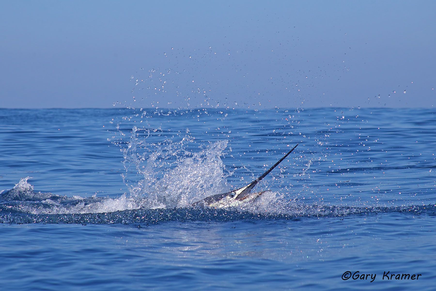 Jumping Sailfish, Costa Rica - NFSj#060d