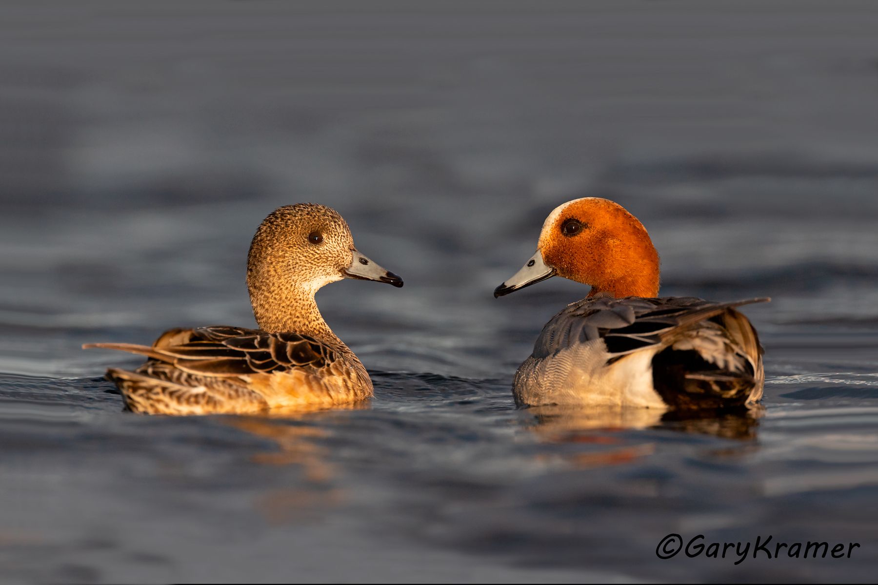 Eurasian Wigeon (Anas penelope) Eurasian Wigeon (Anas penelope) - EBWW#303d(2)