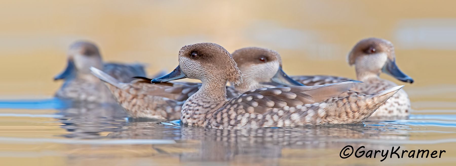 Marbled Duck (Marmaronetta angustirostris)  Marbled Duck (Marmaronetta angustirostris) - EBWMa#083d(P)