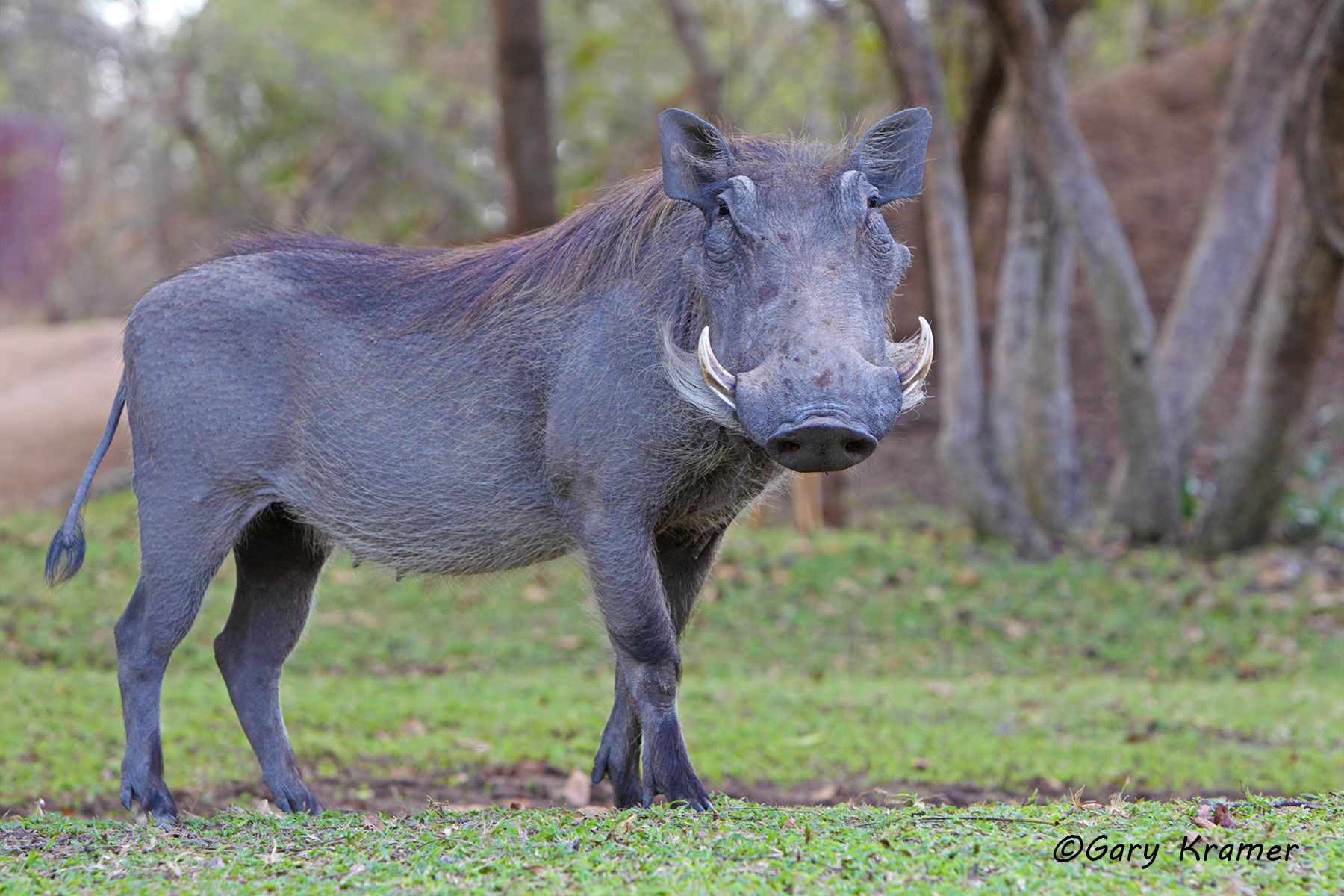 Common Warthog (Phacochoerus africanus) Common Warthog (Phacochoerus africanus) - AMW#175d