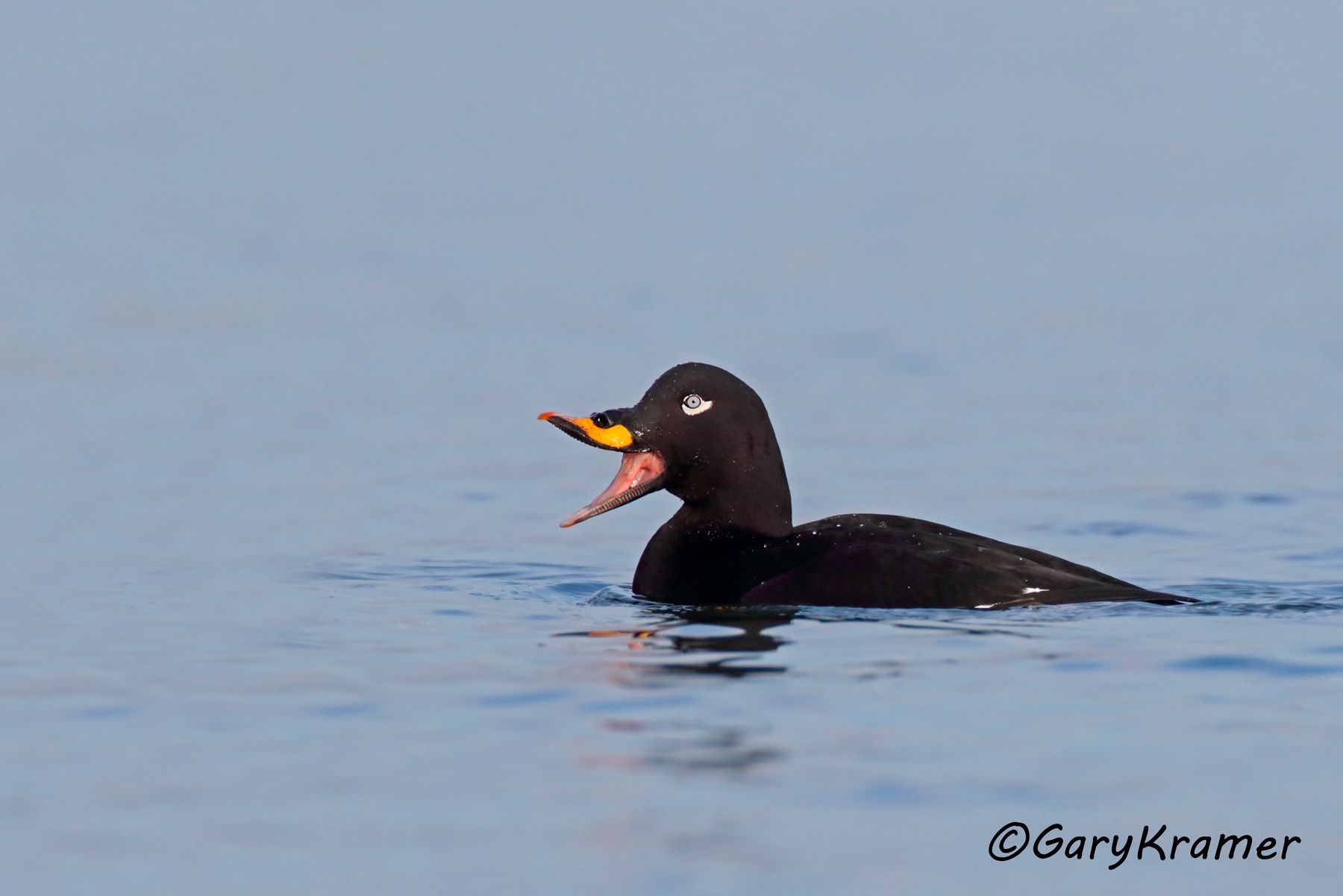 Velvet Scoter (Melanitta fusca)  Velvet Scoter (Melanitta fusca) - EBWSv#113d