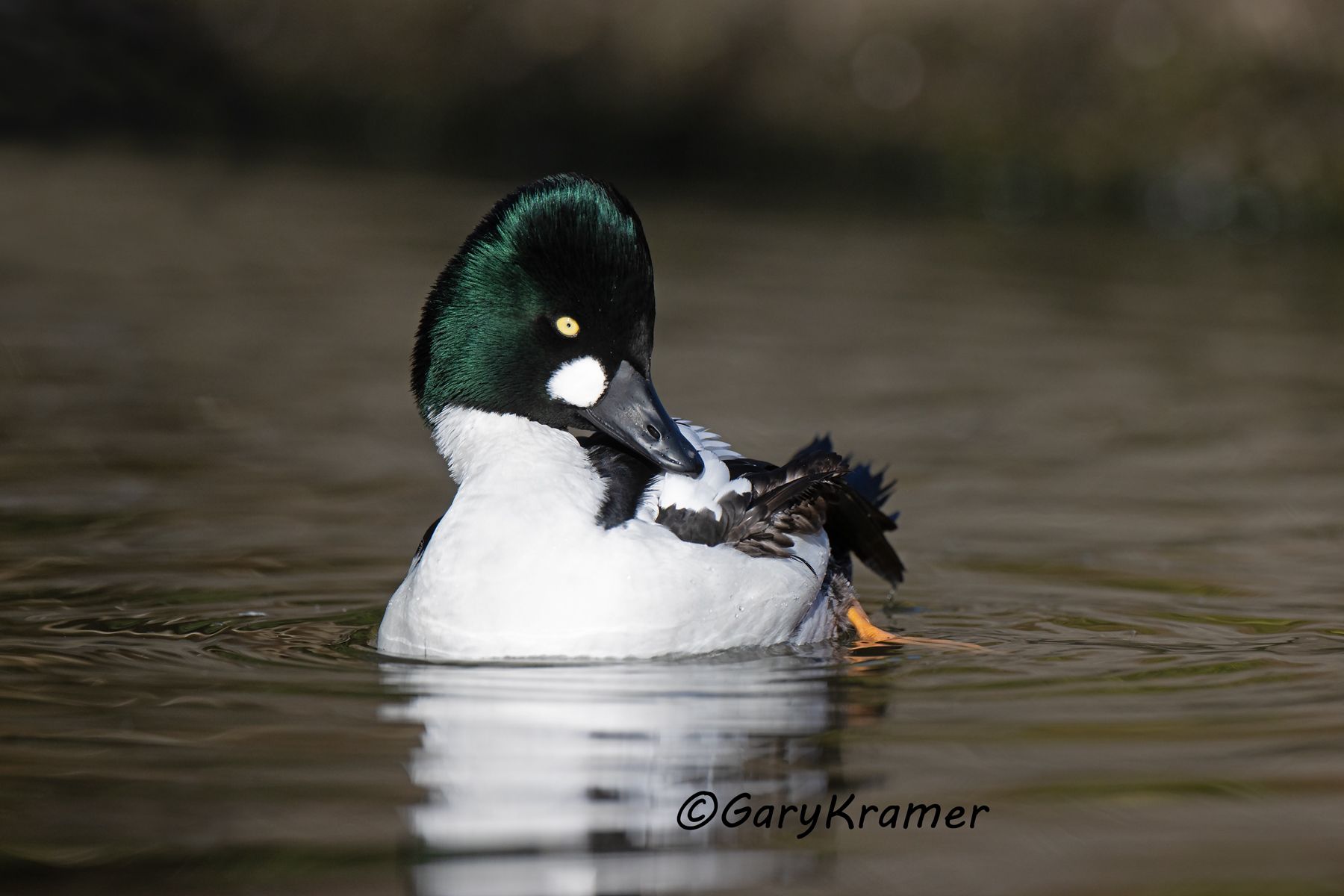 Common Goldeneye (Bucephala clangula) Common Goldeneye (Bucephala clangula) - NBWGc#783d