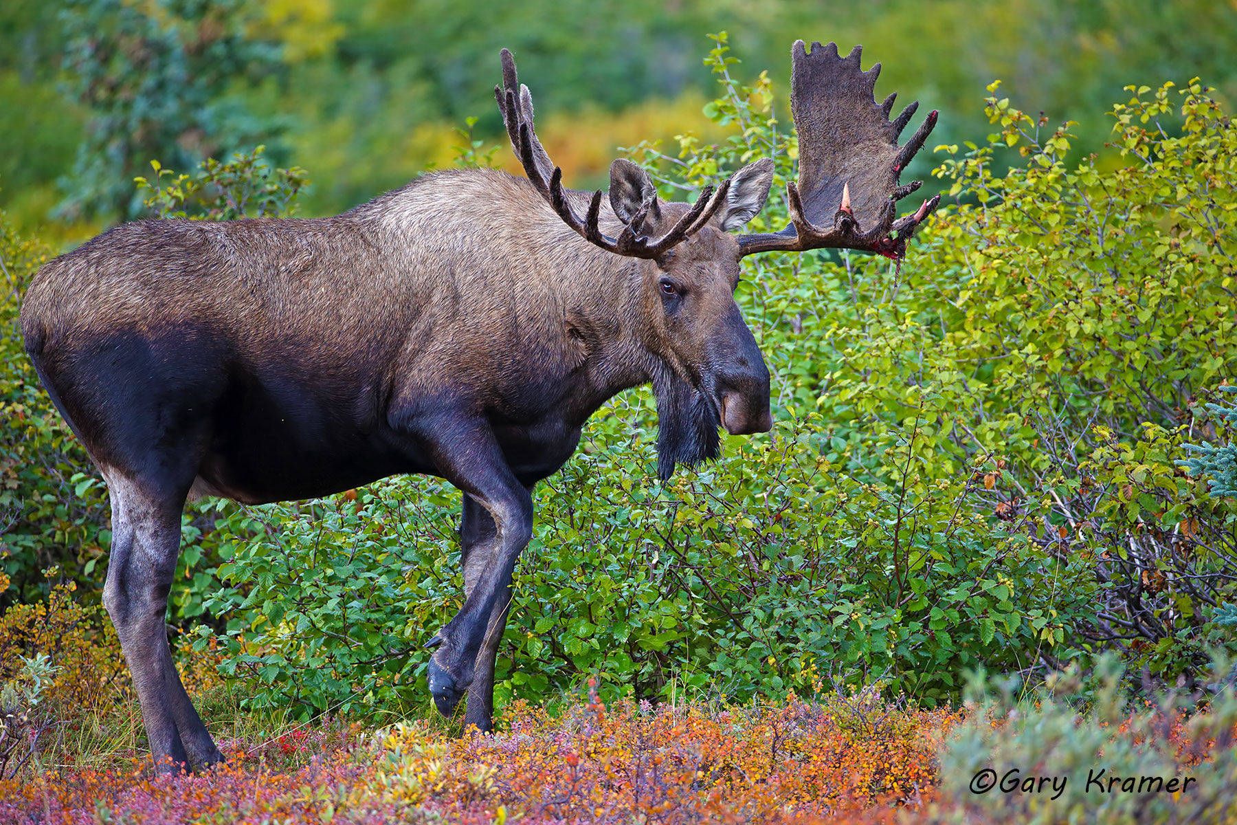 Moose (Alces alces) by GaryKramer.net, 530-934-3873, gkramer@cwo.com Moose (Alces alces) - NMM#545d