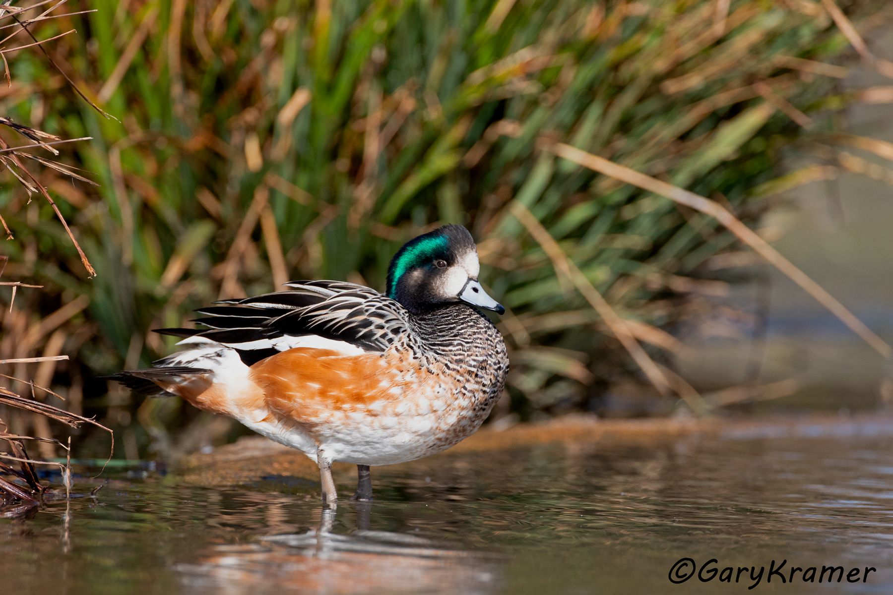 Chiloe Wigeon (Mareca sibilatrix) - SBWWc#102d (Argentina)