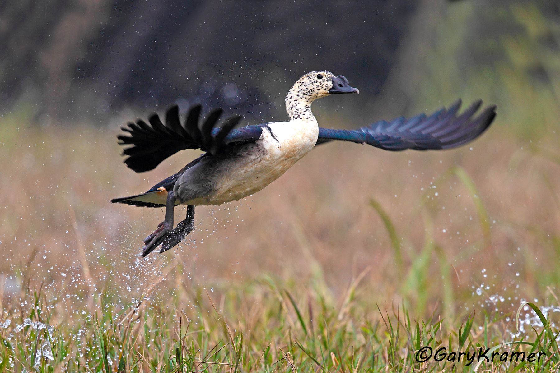 Knob-billed Duck (Sarkidiornis melanotos)  Knob-billed Duck (Sarkidiornis melanotos) - ABWC#083d