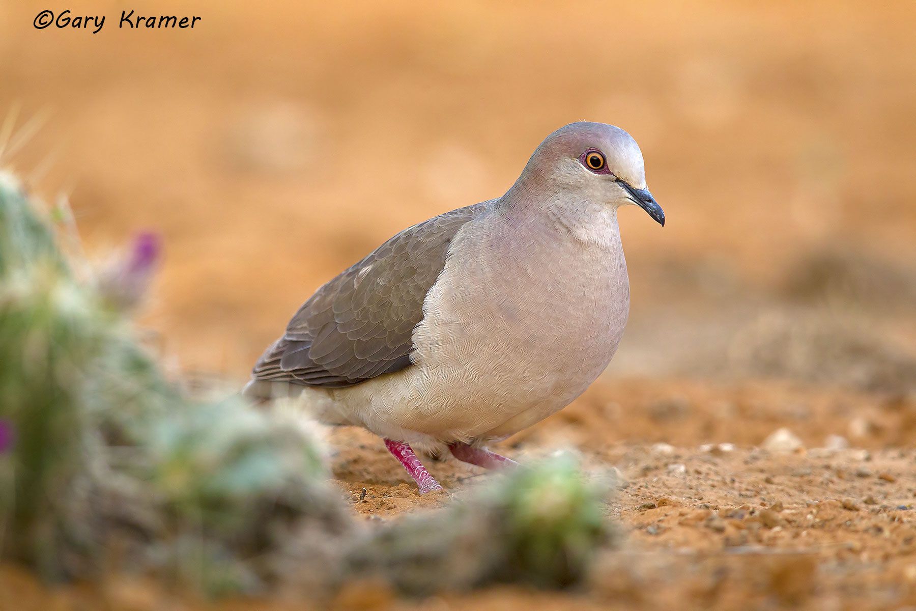 White-tipped Dove (Leptotila verreauxi) - NBDWt#026d