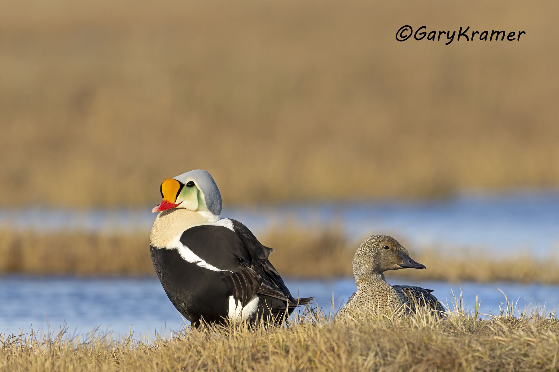 King Eider (Somateria spectabilis) - NBWEk#1009d(2)