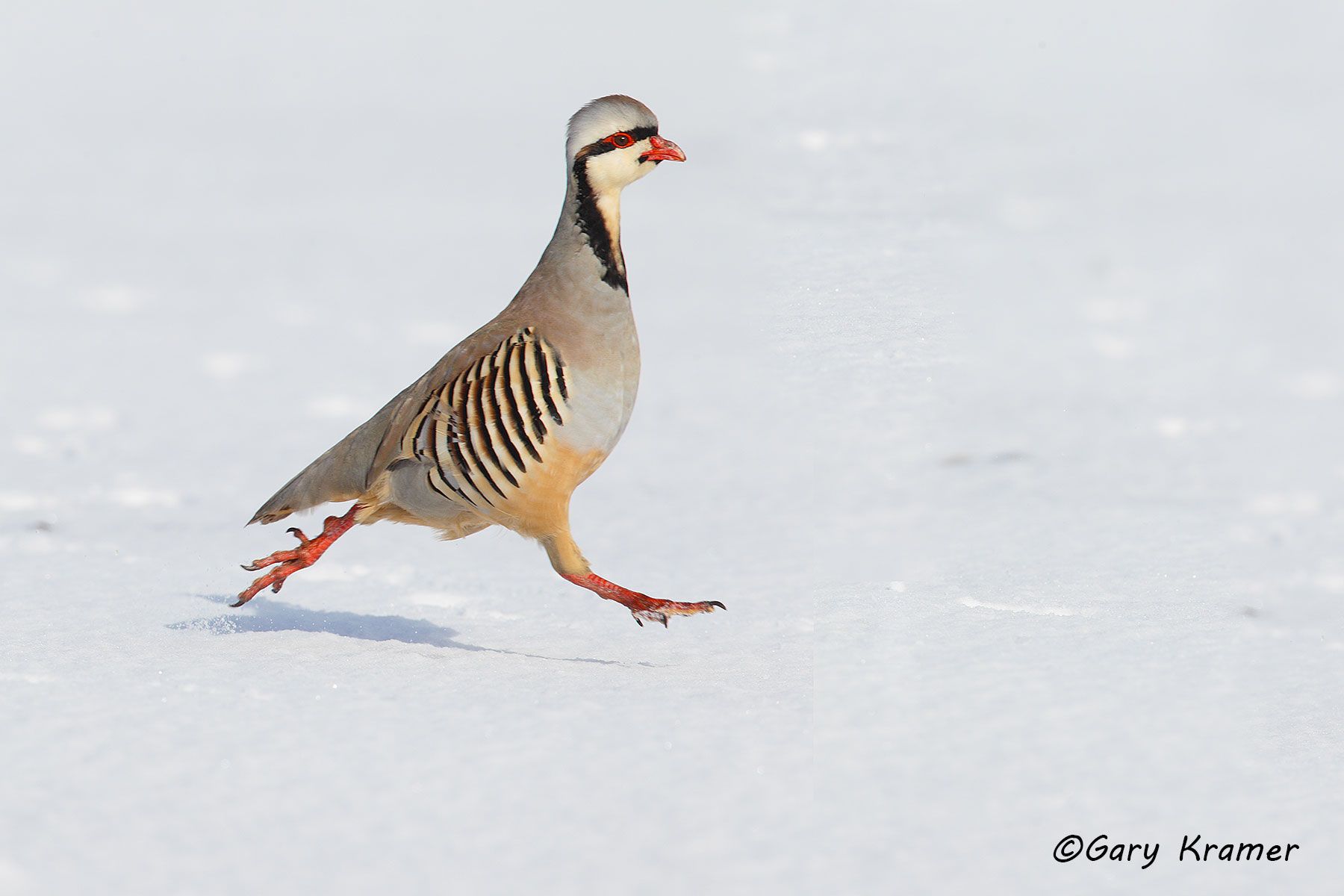 Chukar (Alectoris chukar) Chukar (Alectoris chukar) - NBGC#339d