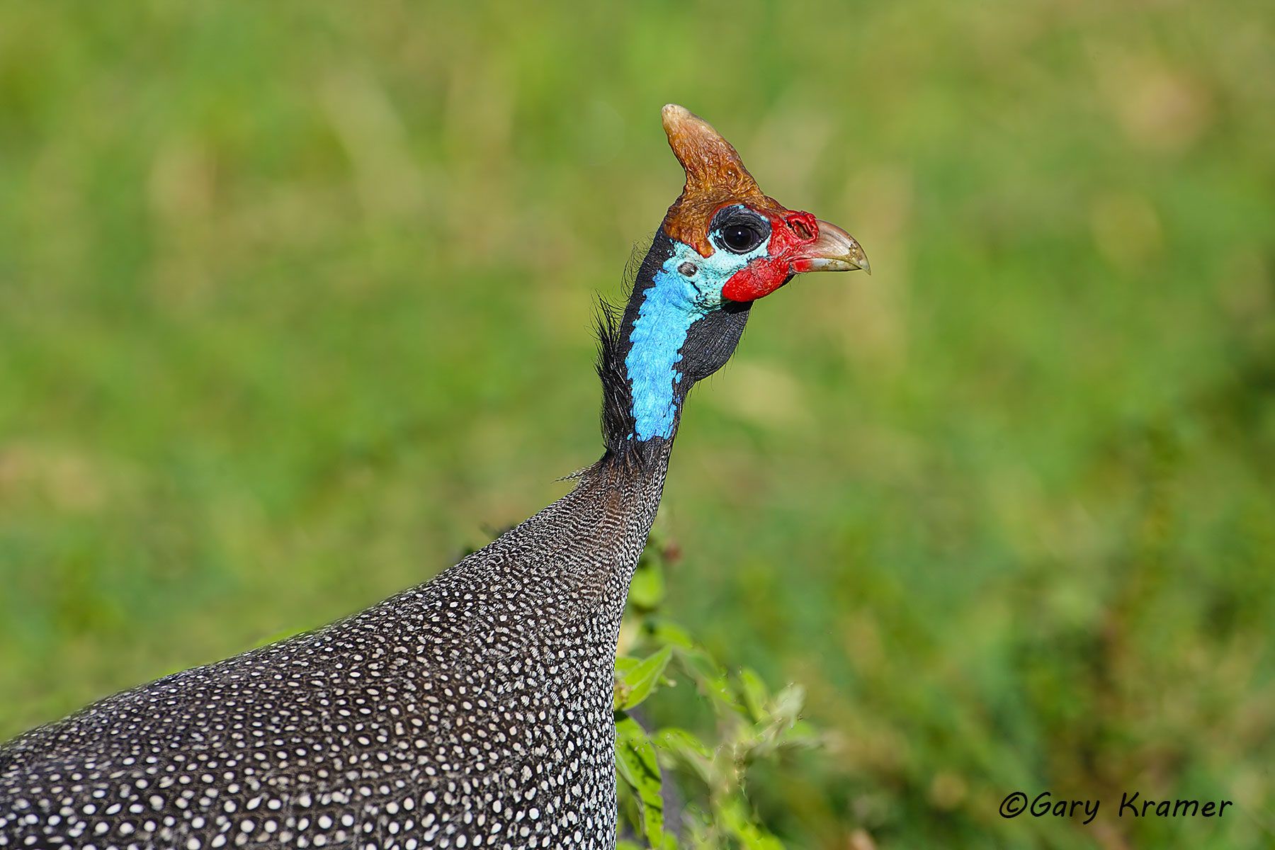 Helmeted Guineafowl (Numida meleagris) Helmeted Guineafowl (Numida meleagris) - ABGh#093d