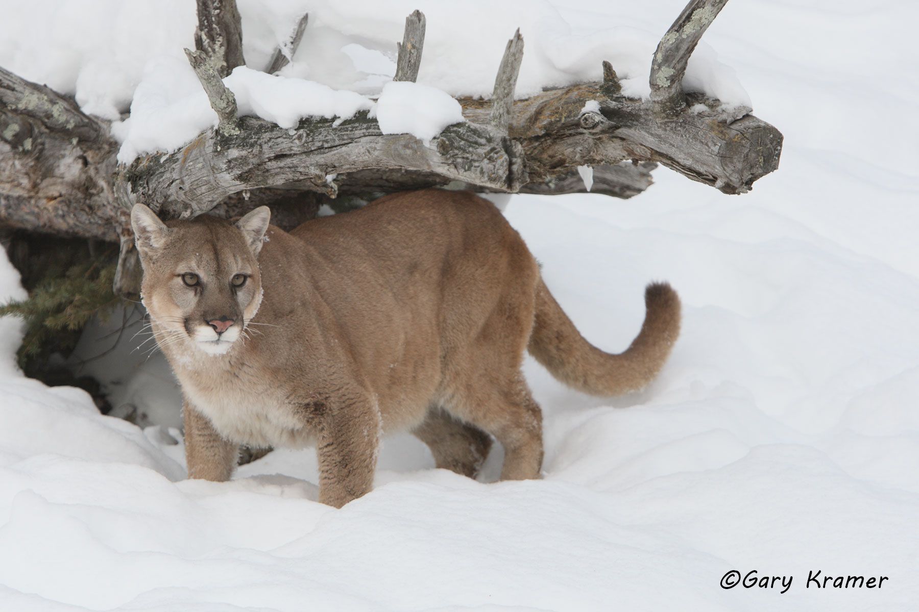 Mountain Lion (Cougar) (Felis concolor) by GaryKramer.net, 530-934-3873, gkramer@cwo.com Mountain Lion (Cougar) (Felis concolor) - NMCM#285d