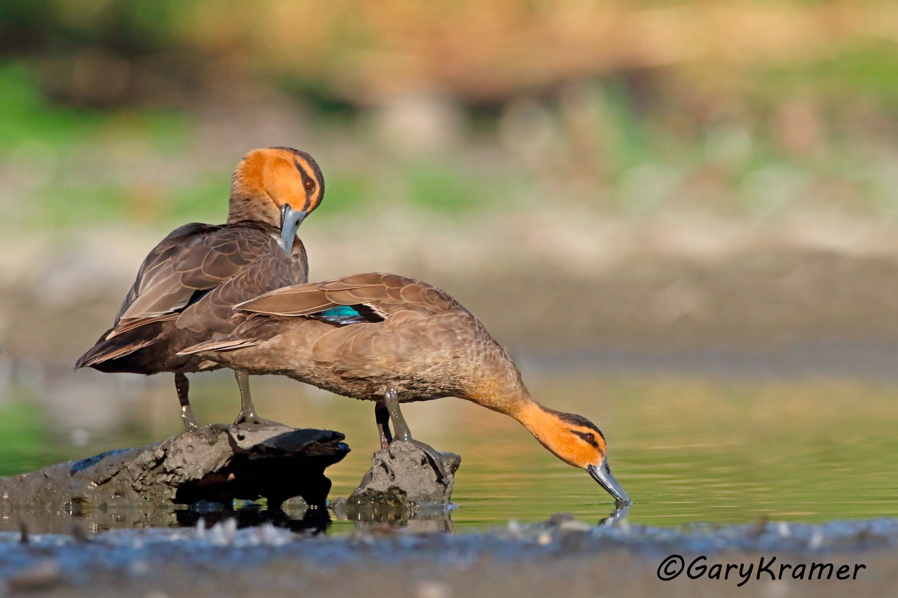 Philippine Duck (Anas luzonica)  Philippine Duck (Anas luzonica) - PBWP#290d