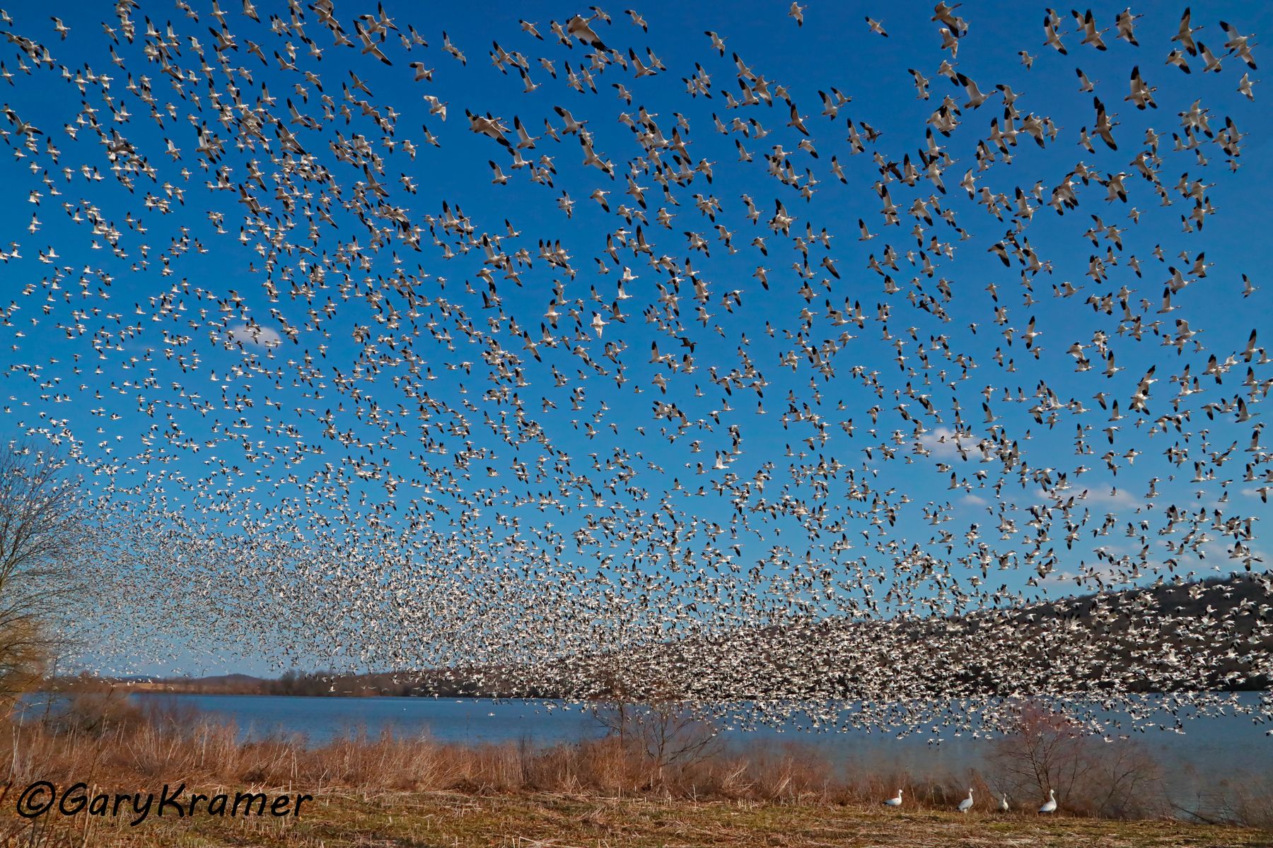 Greater Snow Goose (Anser caerulescens atlantica) - NBWSa#155d