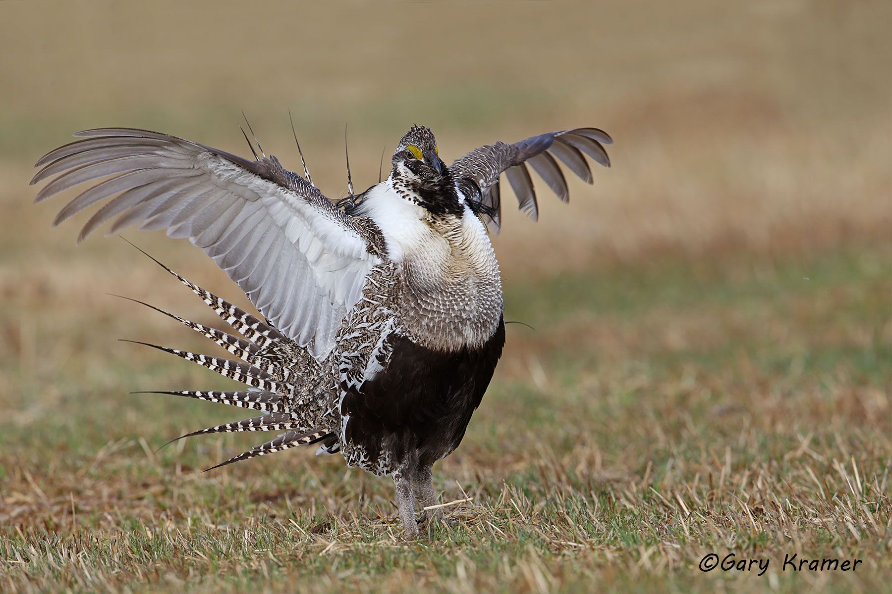 Gunnison Sage Grouse (Centrocerus minimus) Gunnison Sage Grouse (Centrocerus minimus) - NBGGa#838d