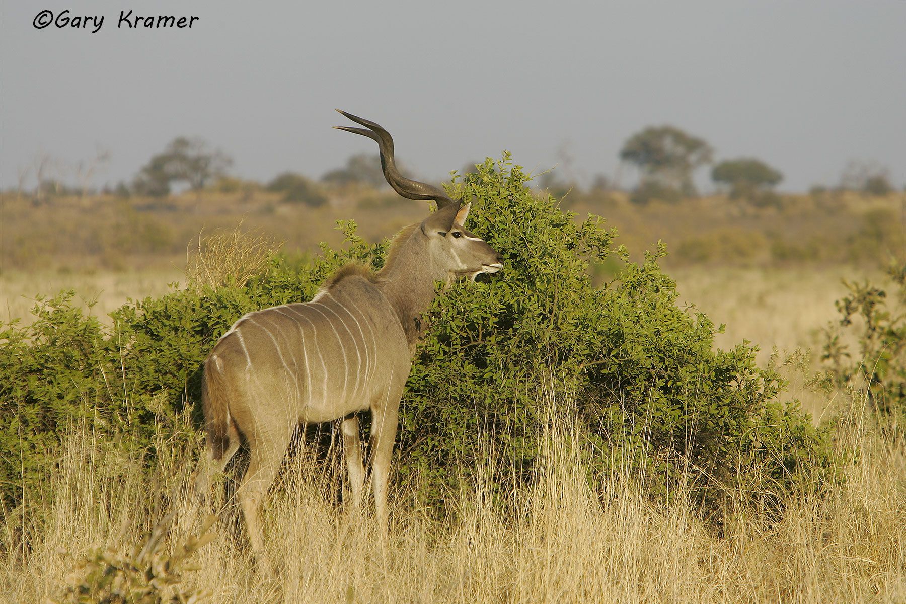 Greater Kudu (Tragelaphus strepsiceros) Greater Kudu (Tragelaphus strepsiceros) AMUK#134d