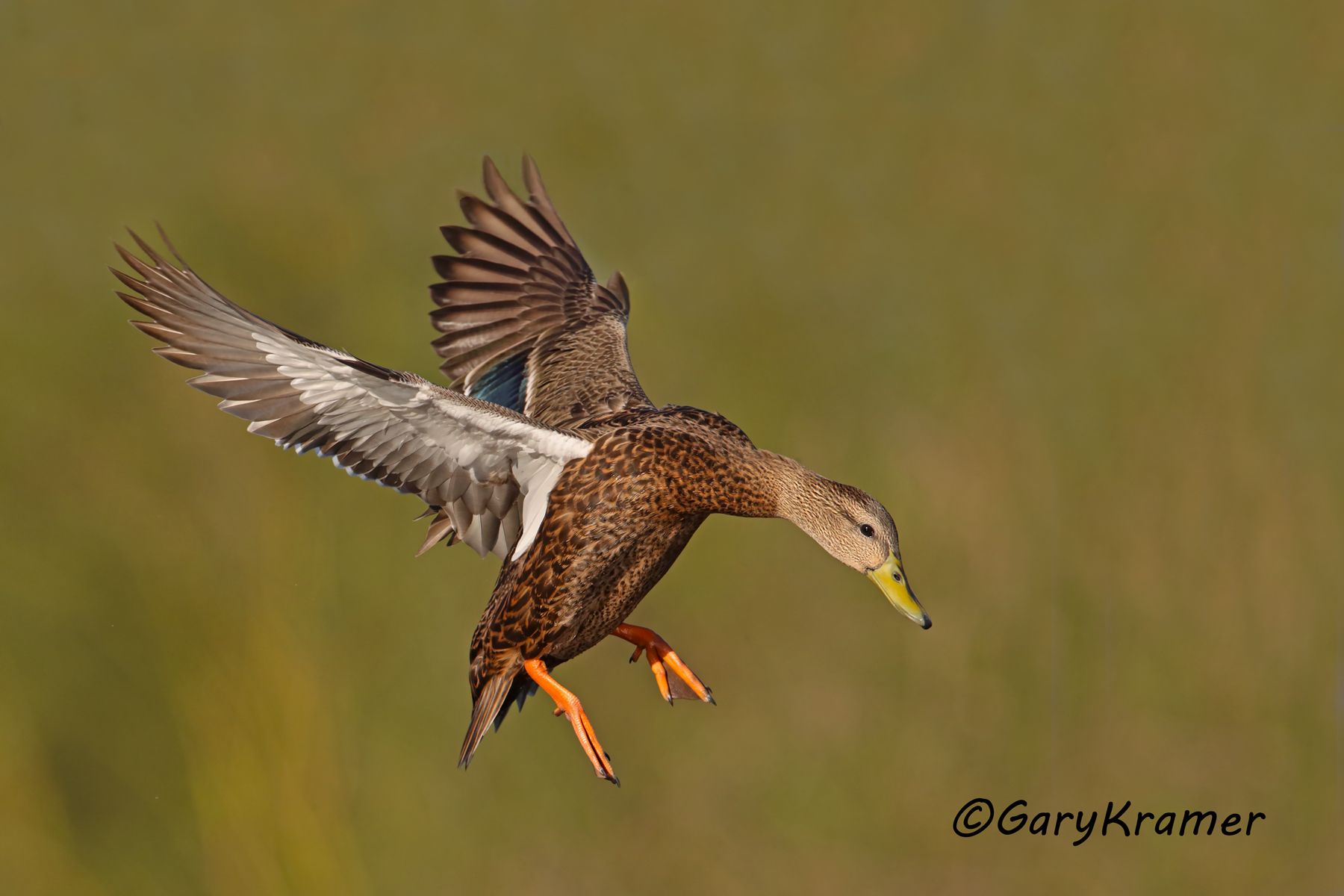 Mexican Duck (Mexican Mallard) (Anas platyrhynchos diazi) Mexican Duck (Mexican Mallard) (Anas platyrhynchos diazi) - NBWMm#156d